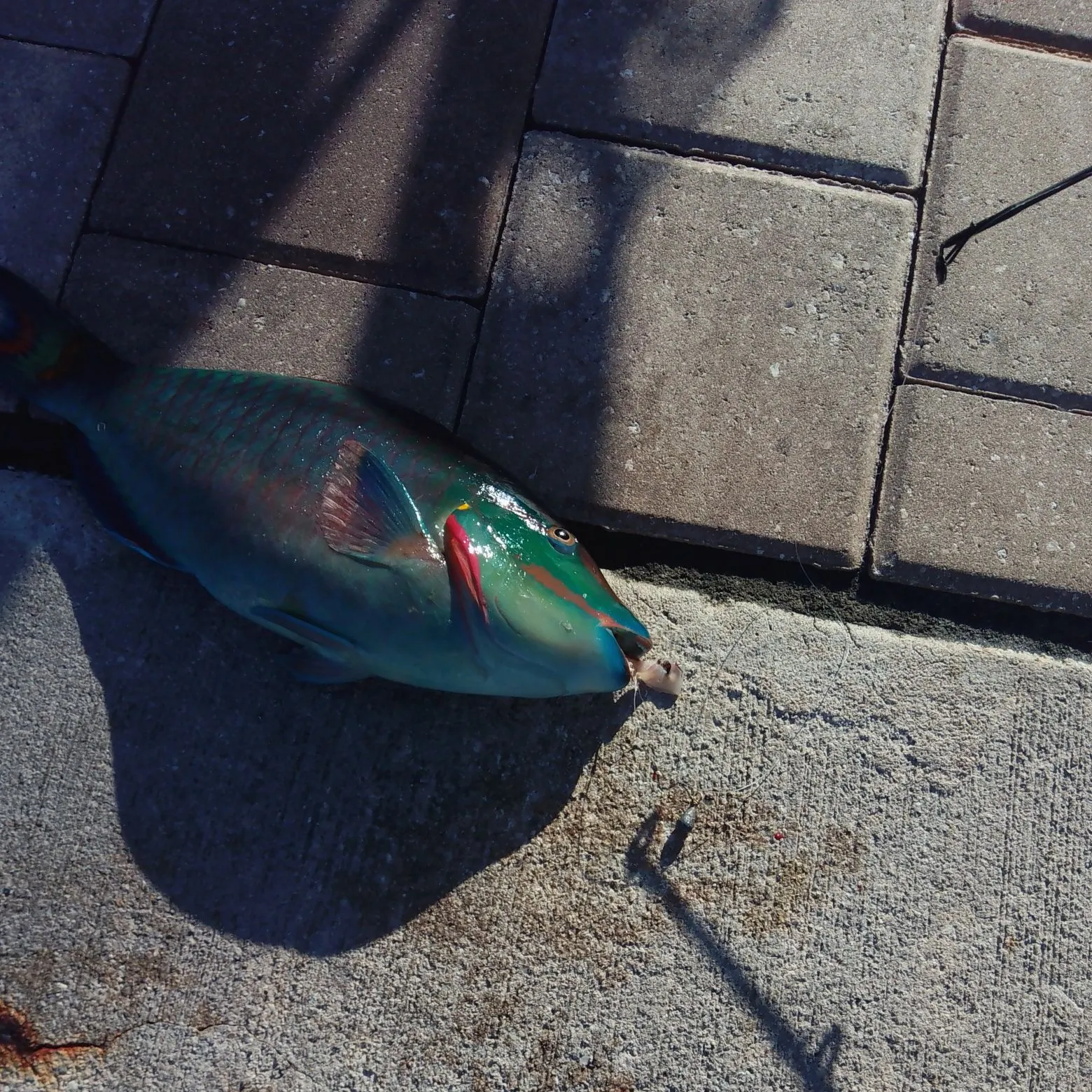 The most recent Common parrotfish catches on Fishbrain
