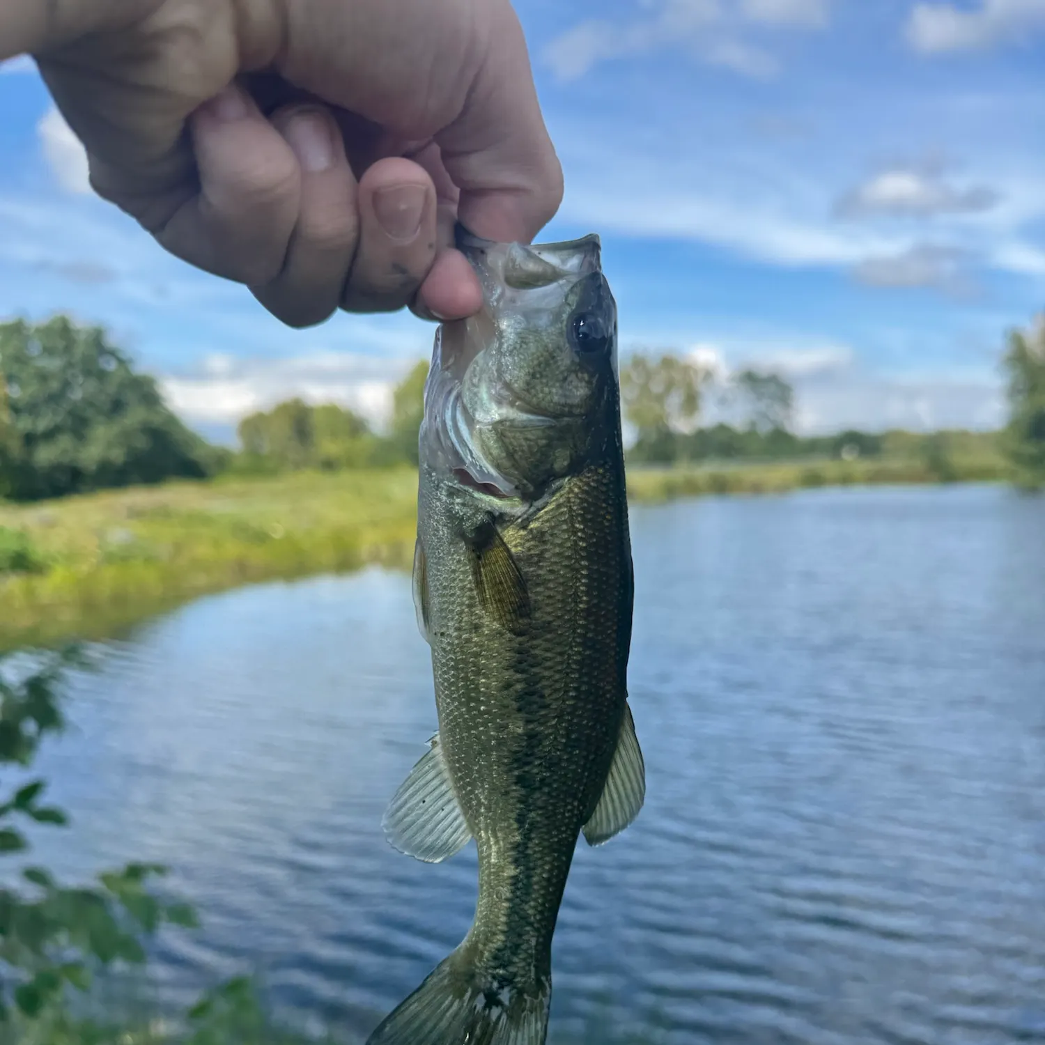 Largemouth bass caught on Fishbrain