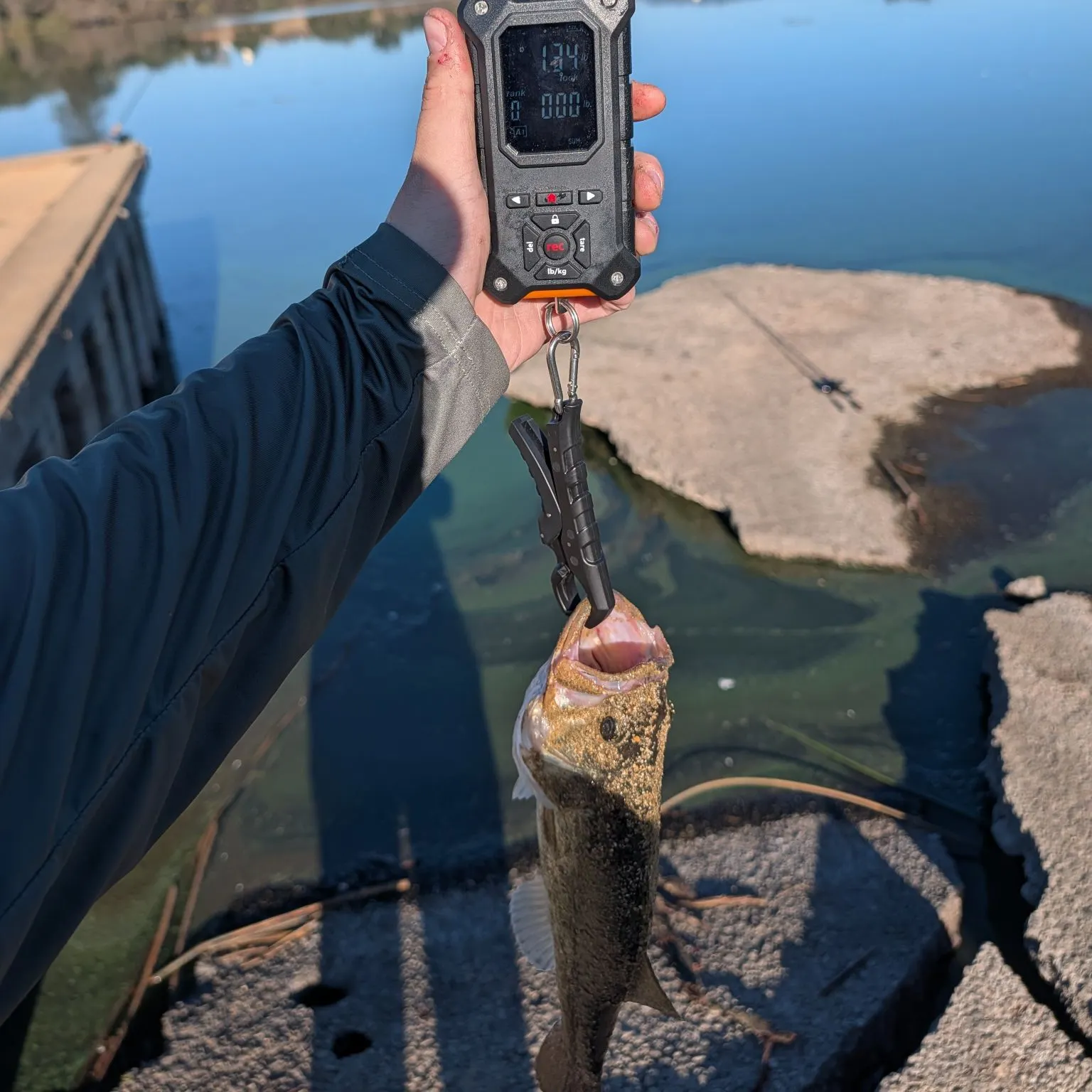 Largemouth bass caught on Fishbrain