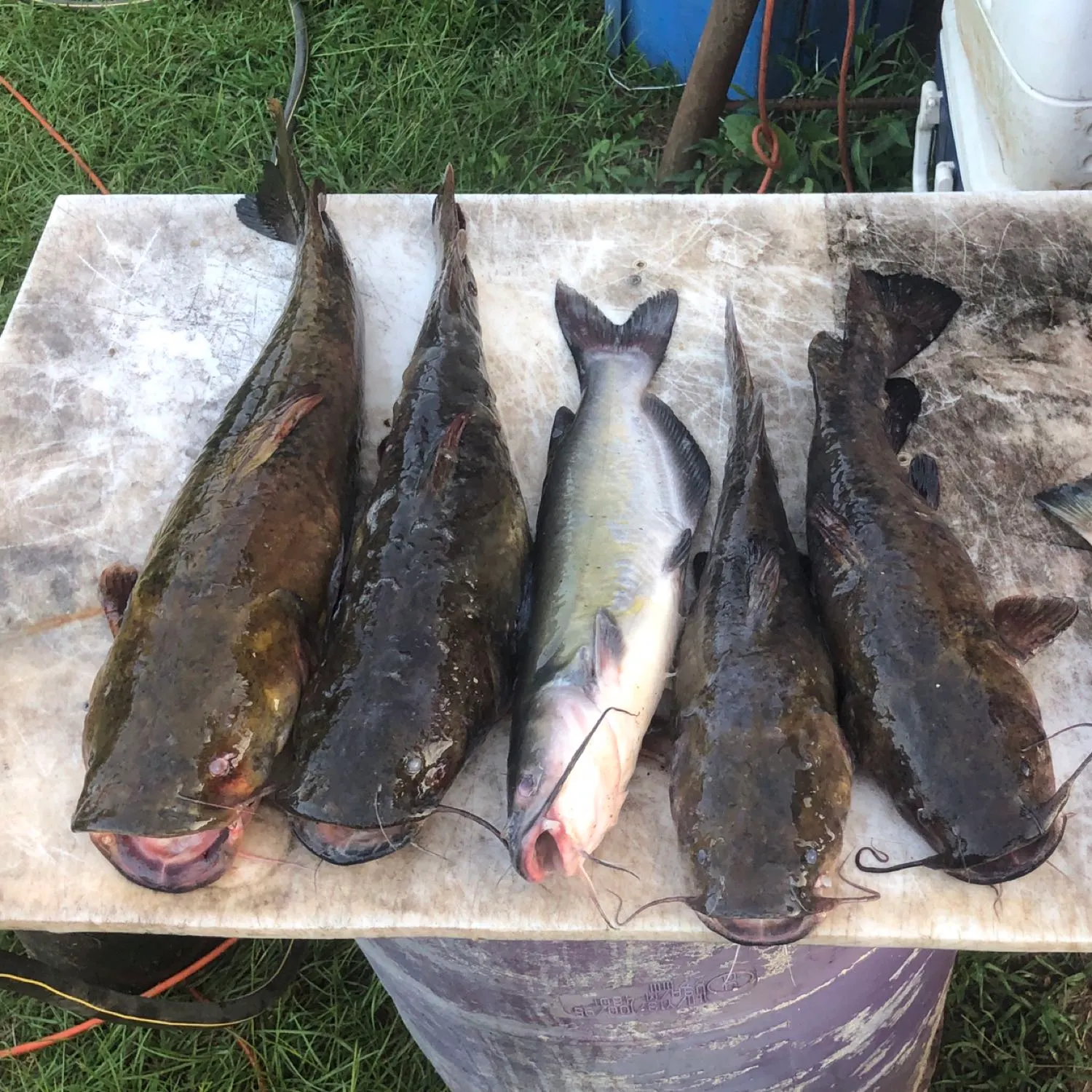 recently logged catches