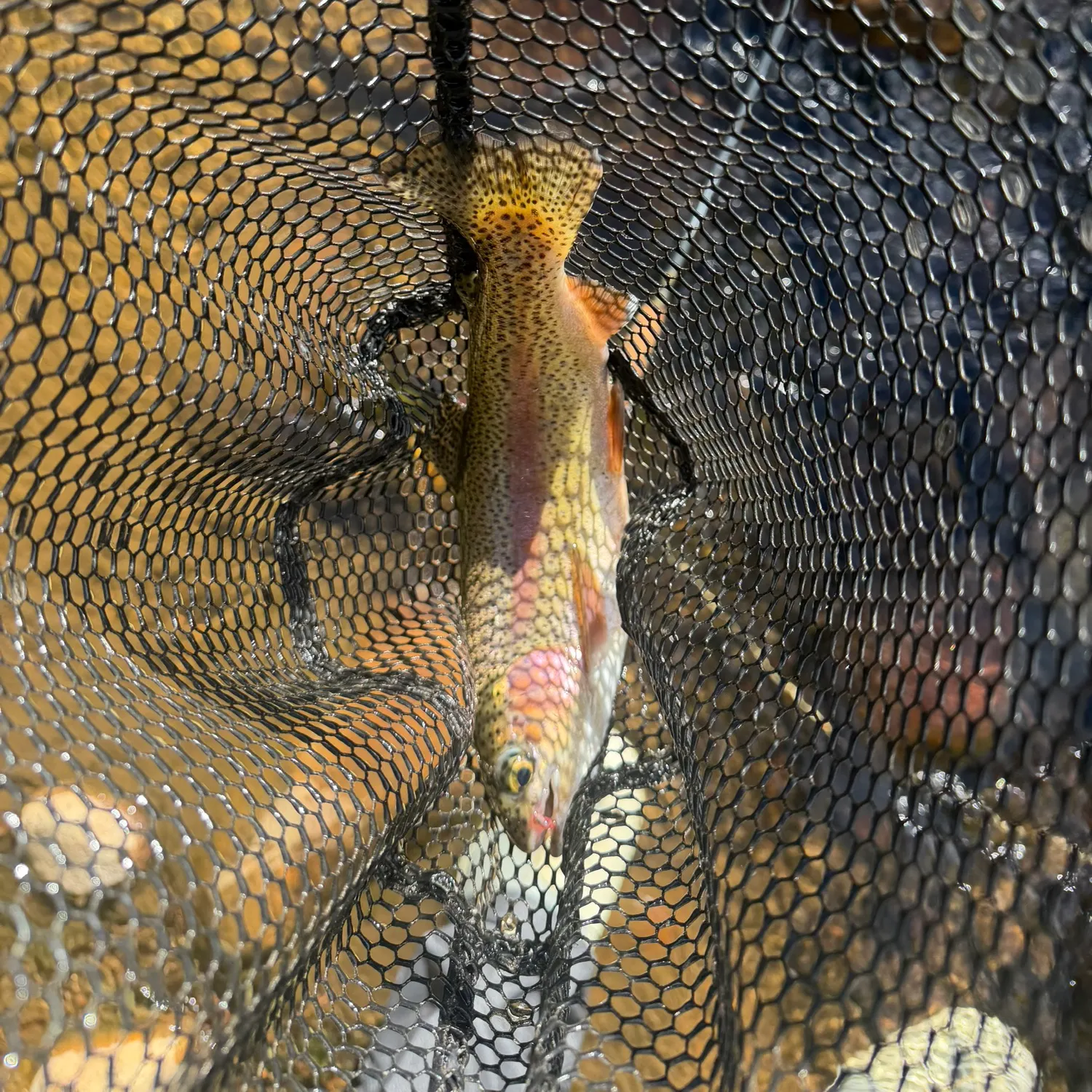 Rainbow trout caught on Fishbrain
