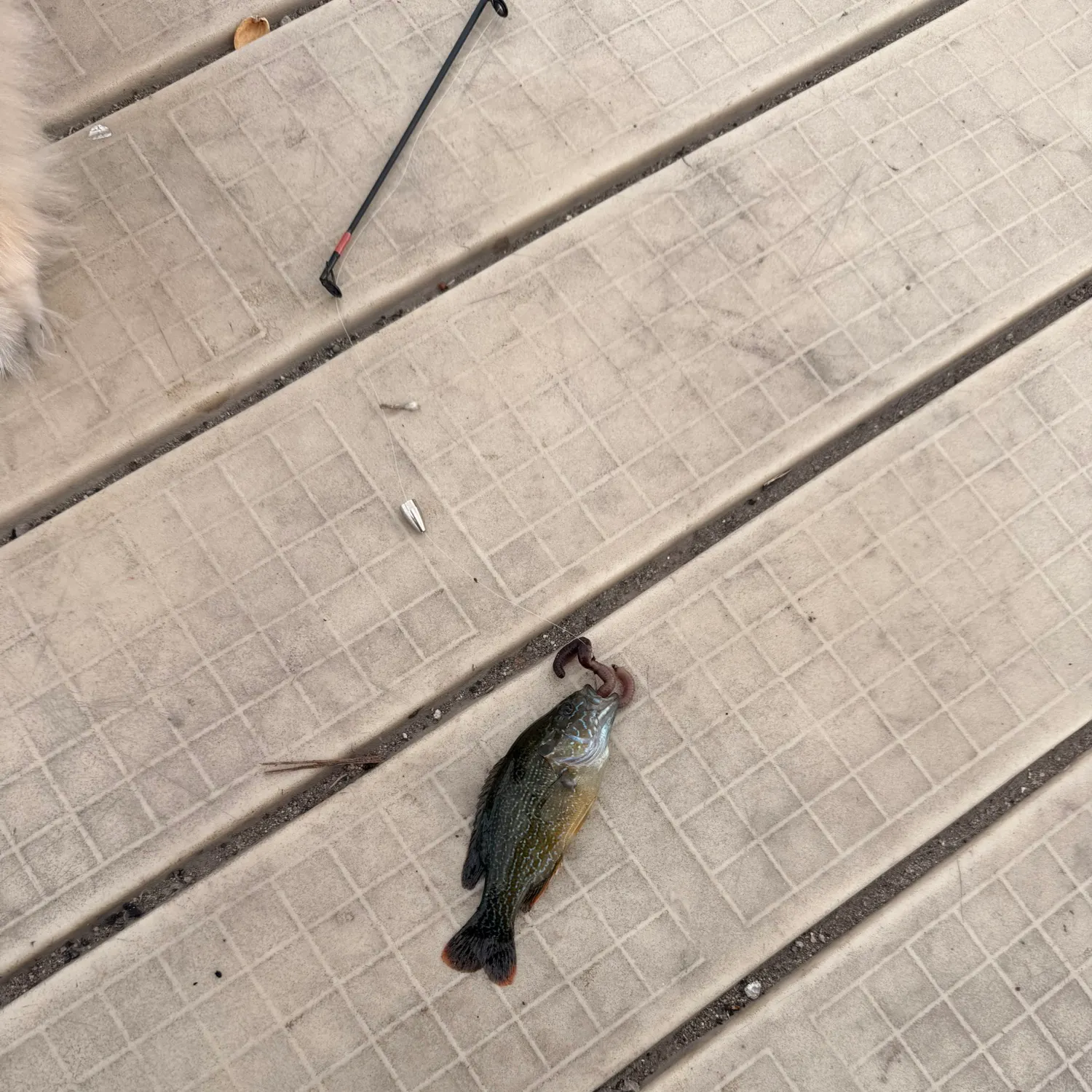 Green sunfish caught on Fishbrain