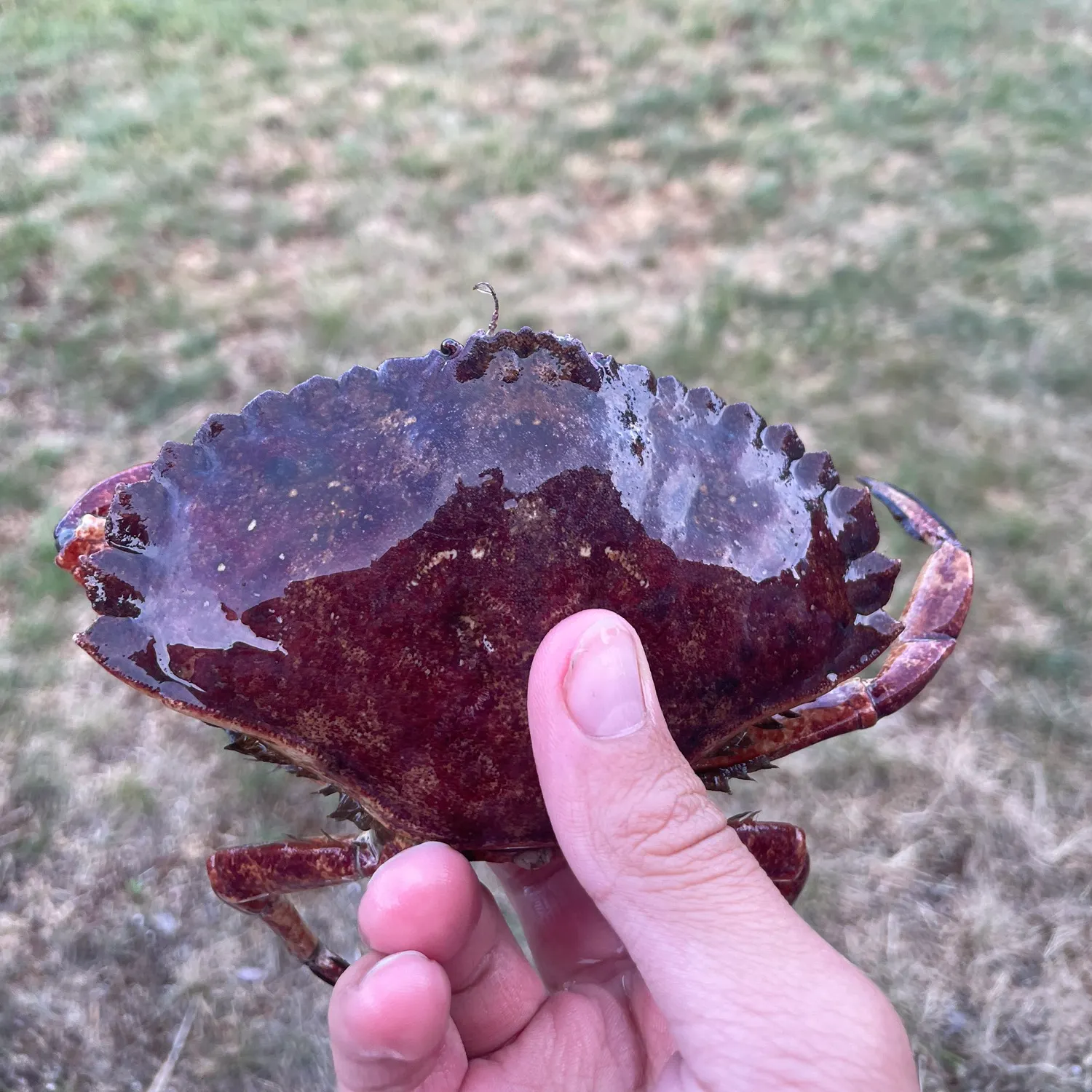 The most recent Red rock crab catches on Fishbrain