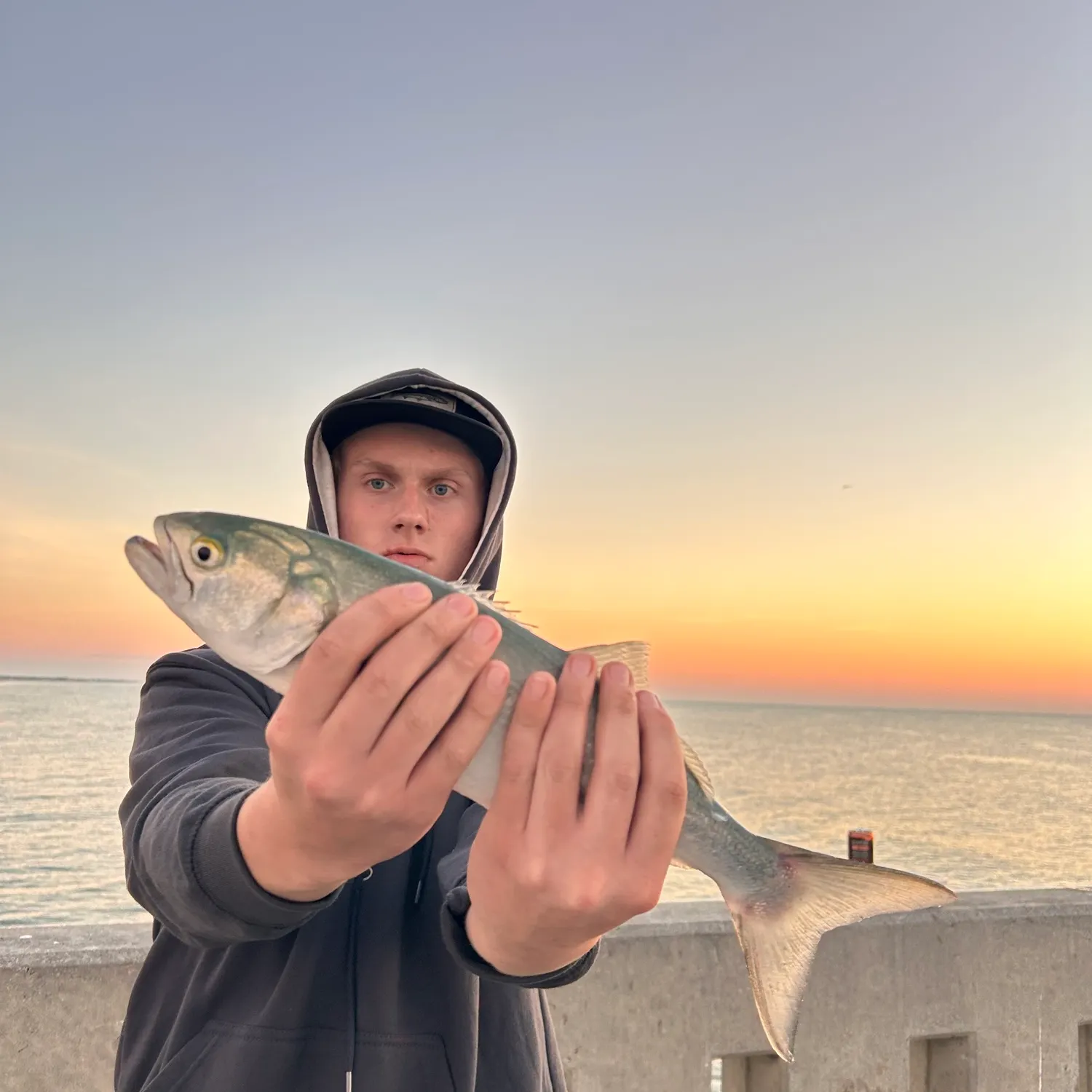 Bluefish caught on Fishbrain