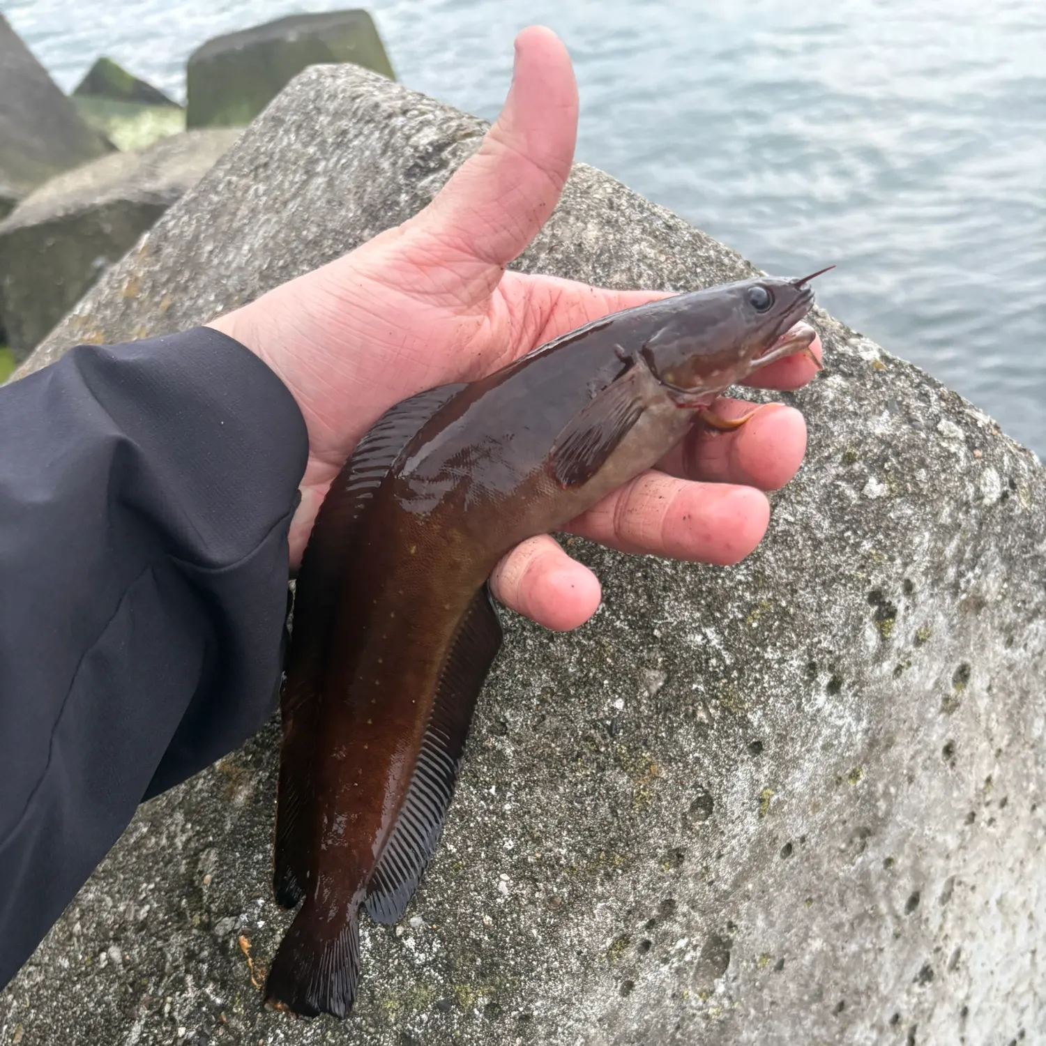 The most recent Three-bearded rockling catches on Fishbrain