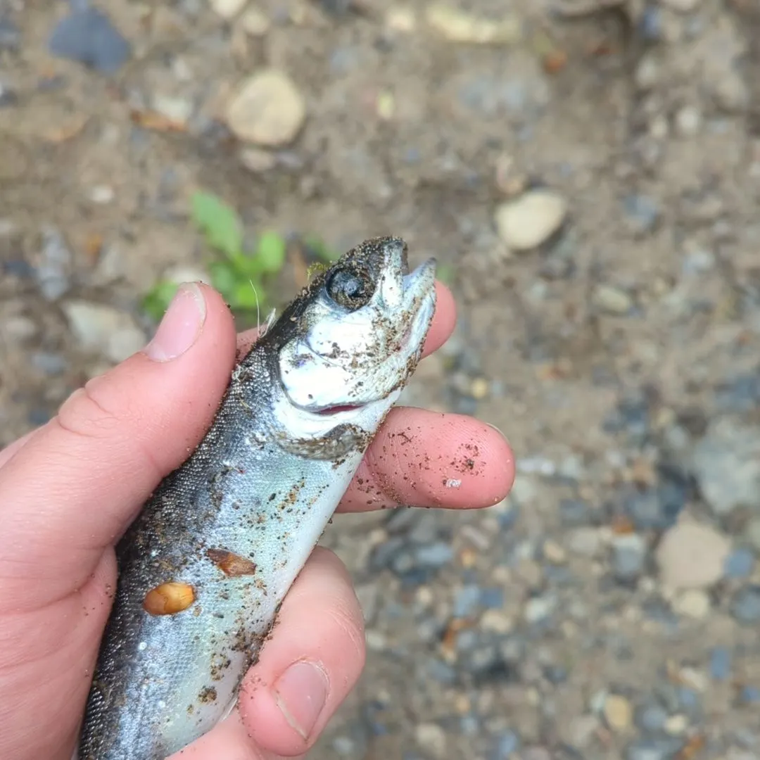 The most recent Atlantic salmon catches on Fishbrain