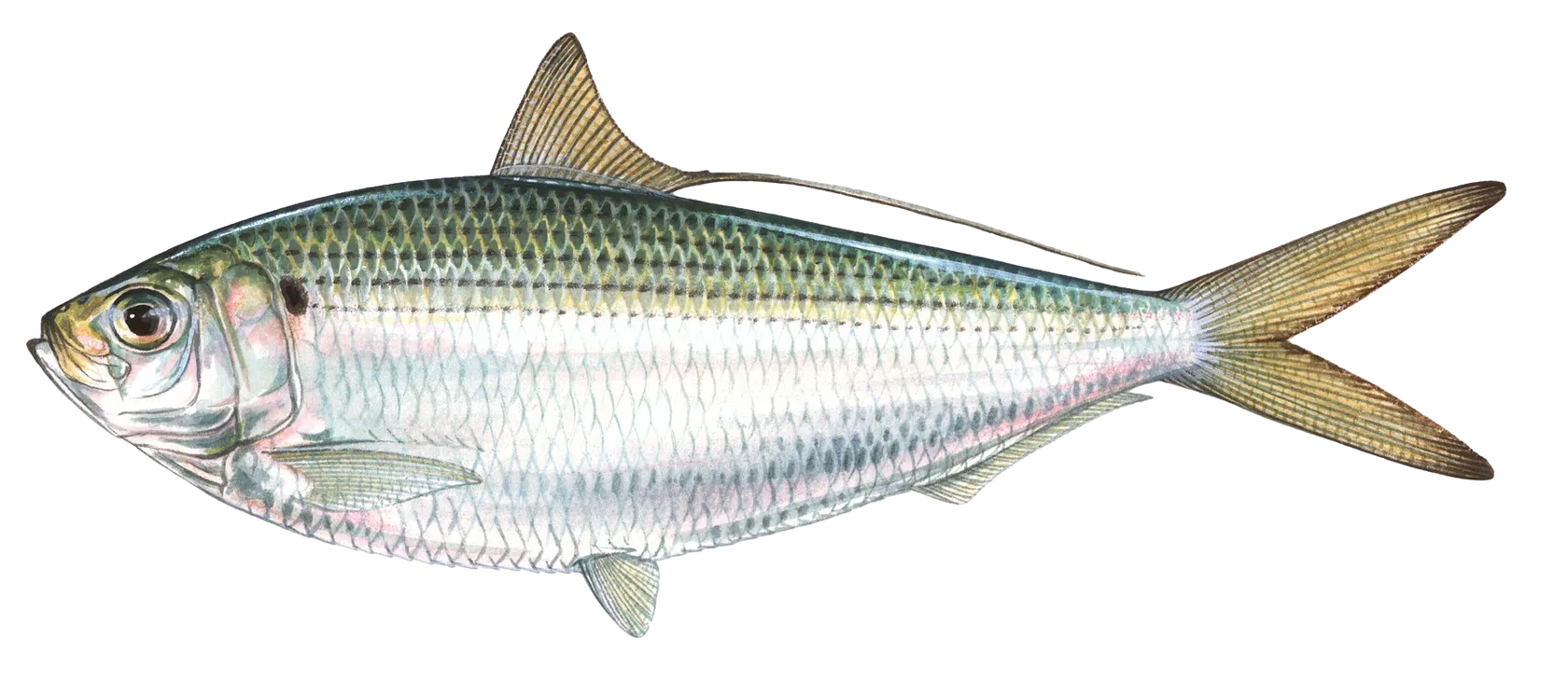 Atlantic thread herring