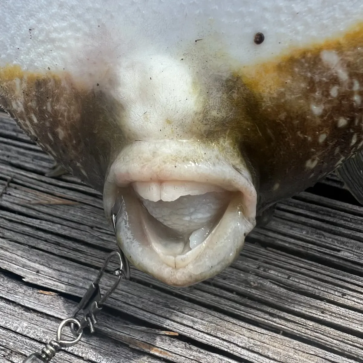 The most recent Northern puffer catches on Fishbrain
