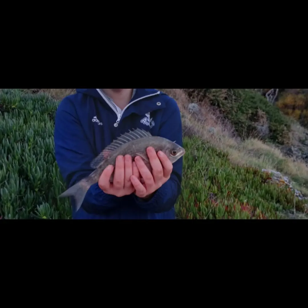 The most recent Gilthead seabream catches on Fishbrain