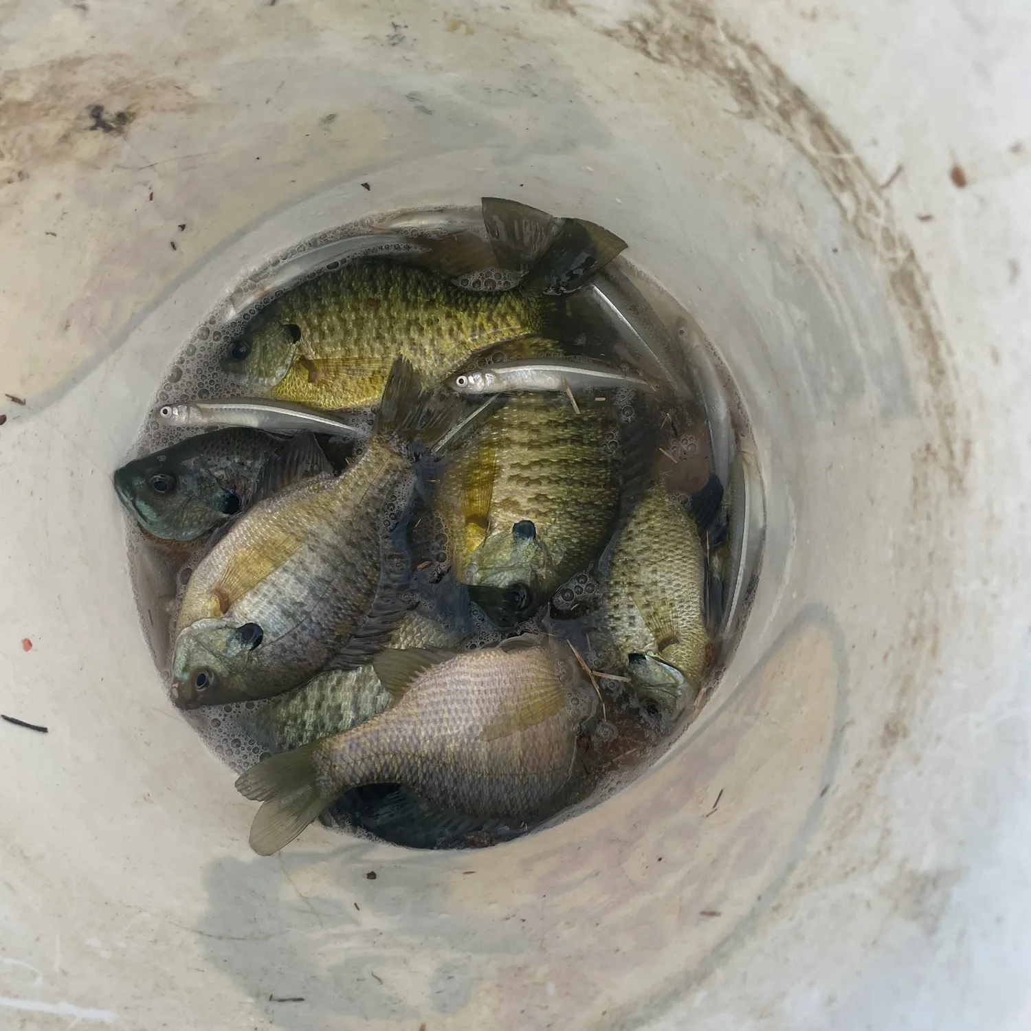 The most recent Inland silverside catches on Fishbrain