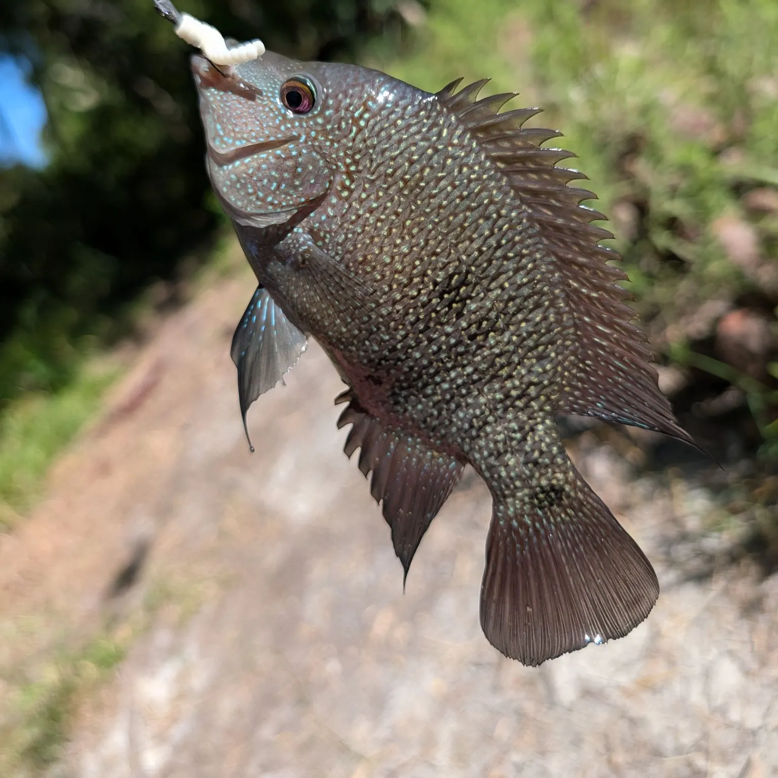 Rio Grande cichlid caught on Fishbrain