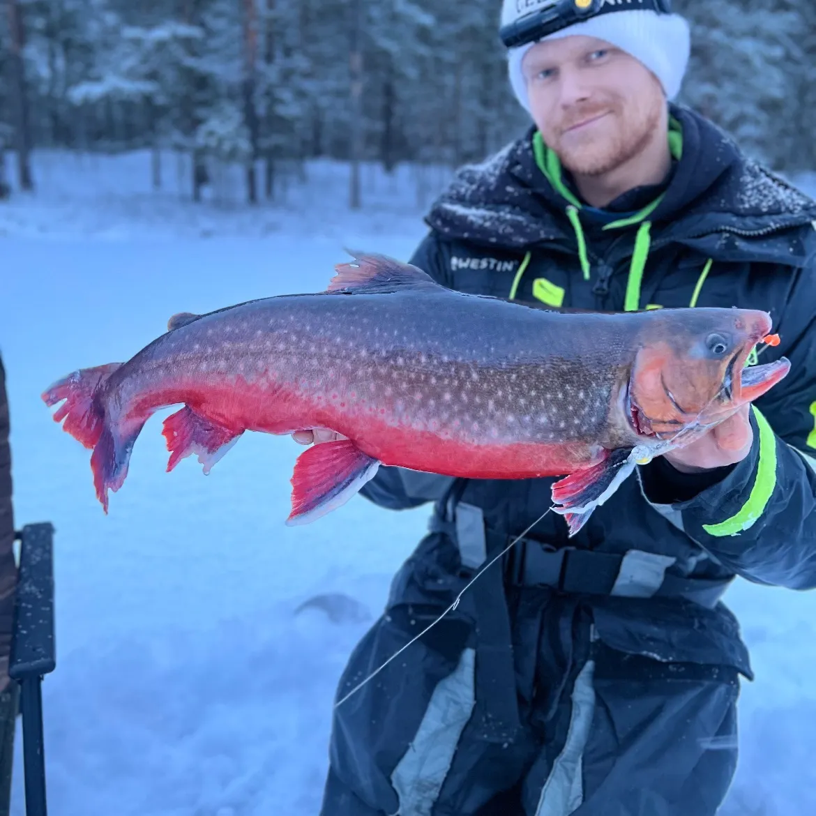 The most recent Arctic char catches on Fishbrain