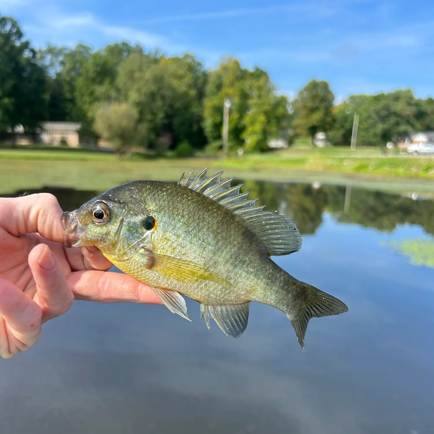 Redear sunfish caught on Fishbrain
