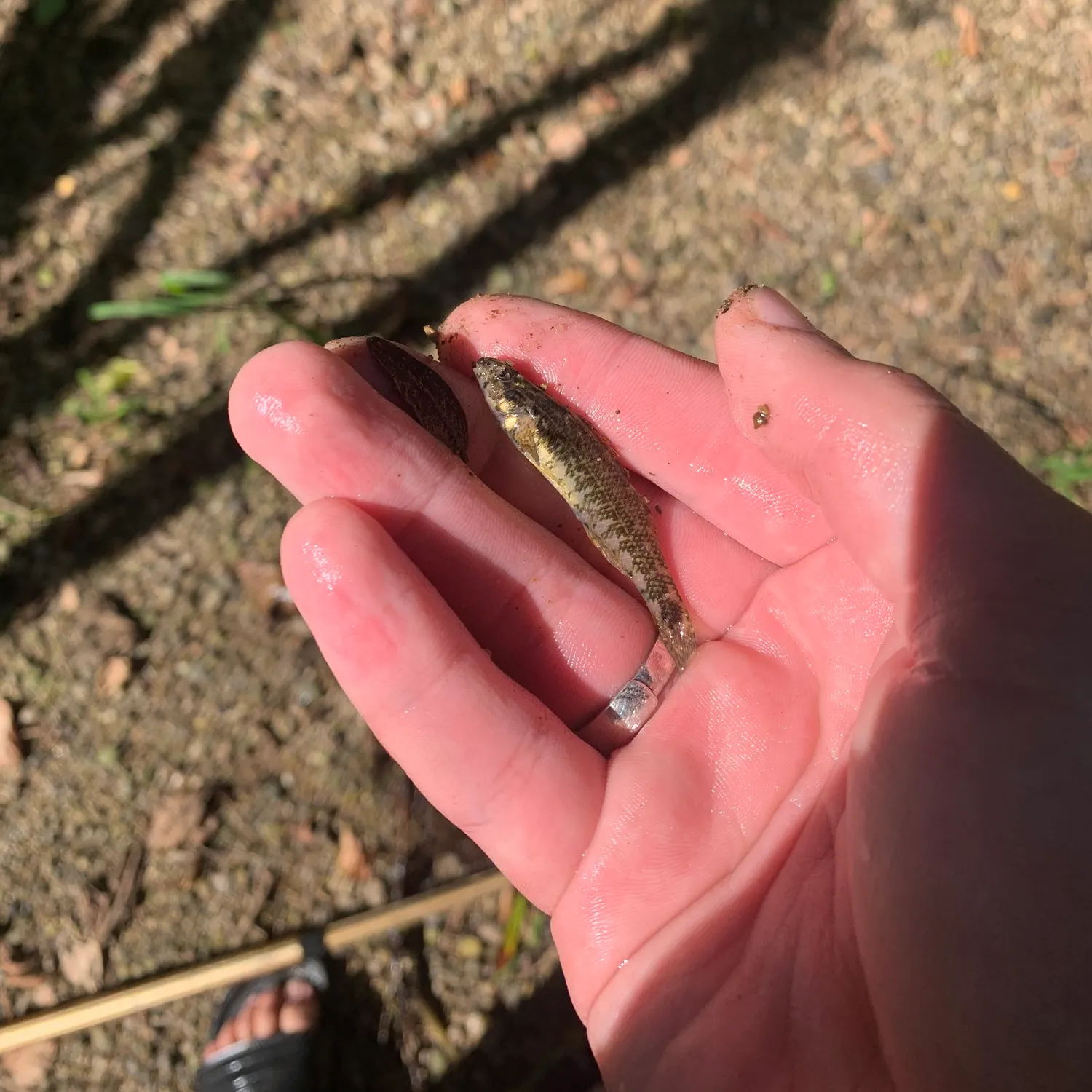 The most recent Northern tessellated darter catches on Fishbrain