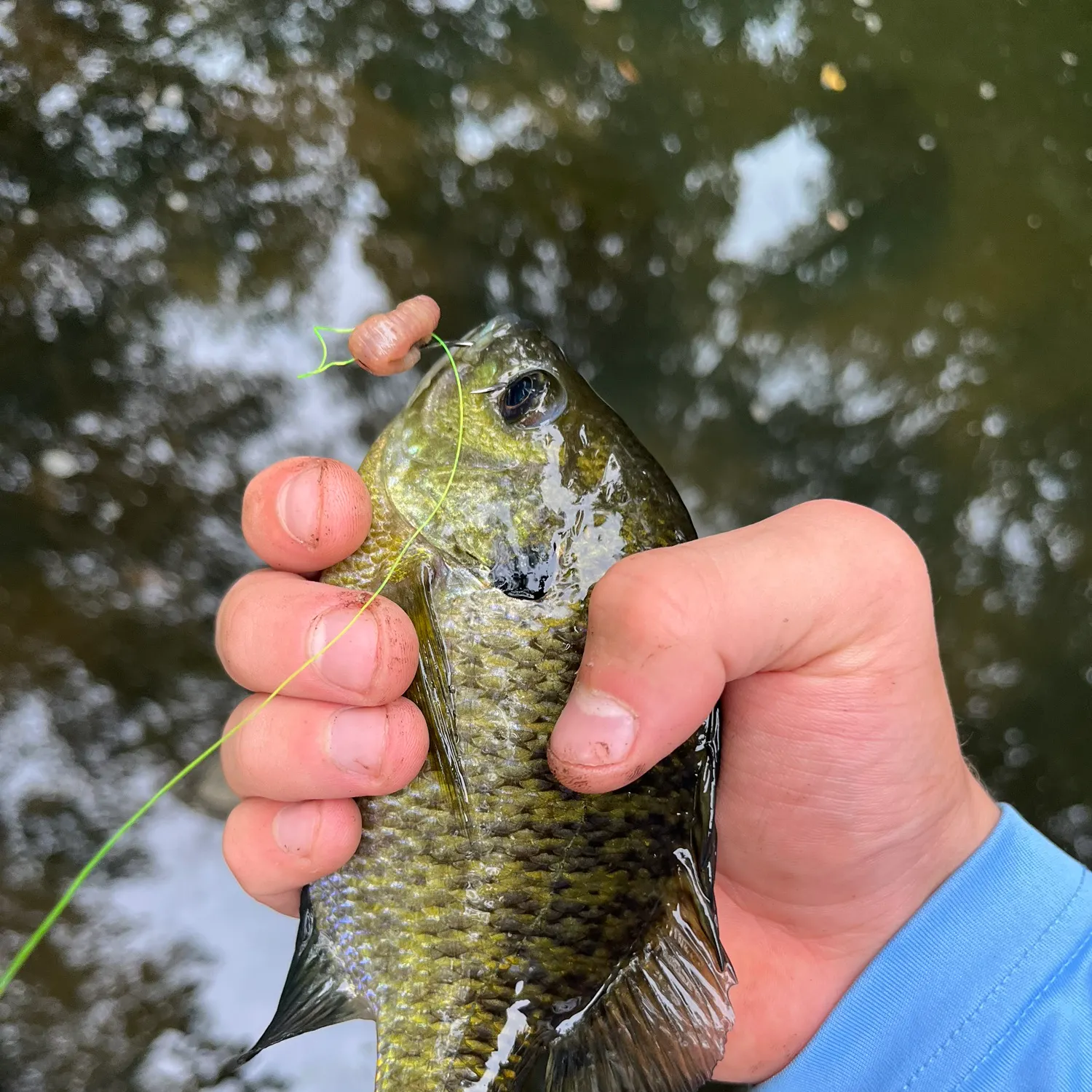 Bluegill caught on Fishbrain