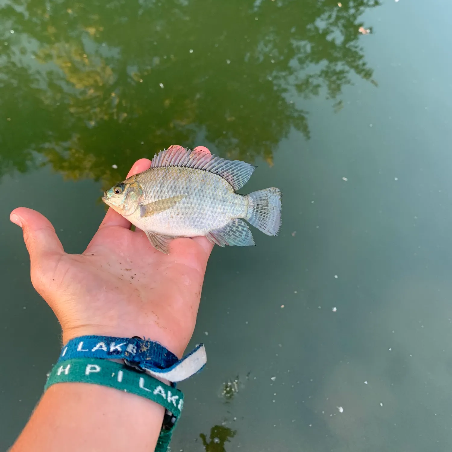 Blue tilapia caught on Fishbrain