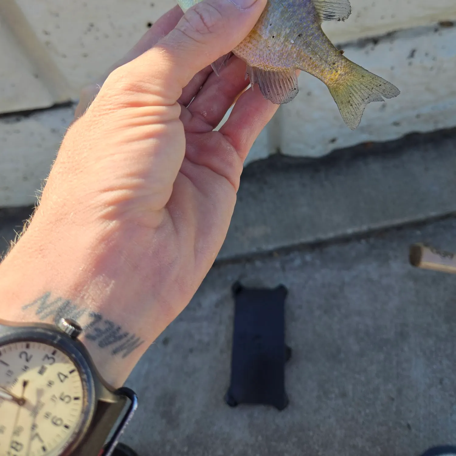 Bluegill caught on Fishbrain