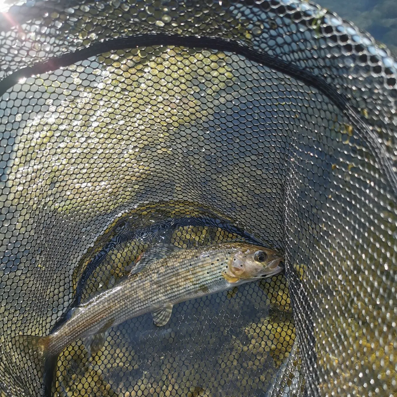 European grayling caught on Fishbrain