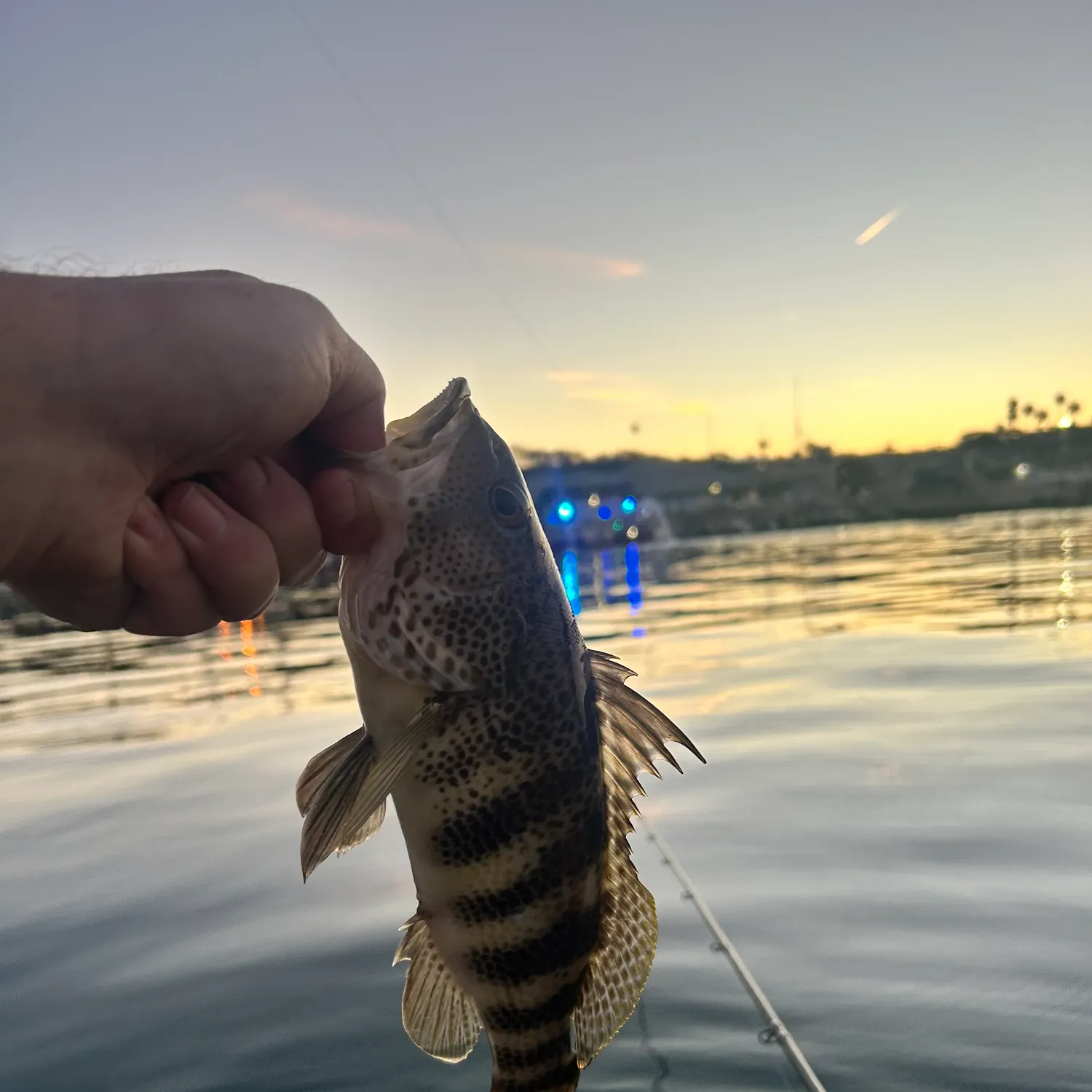 The most recent Spotted sand bass catches on Fishbrain