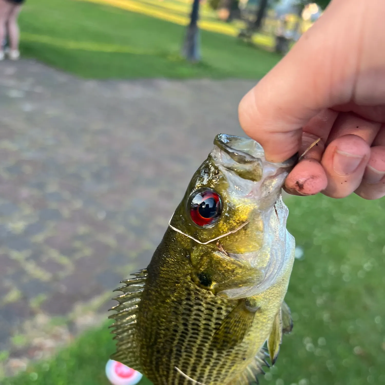 catch