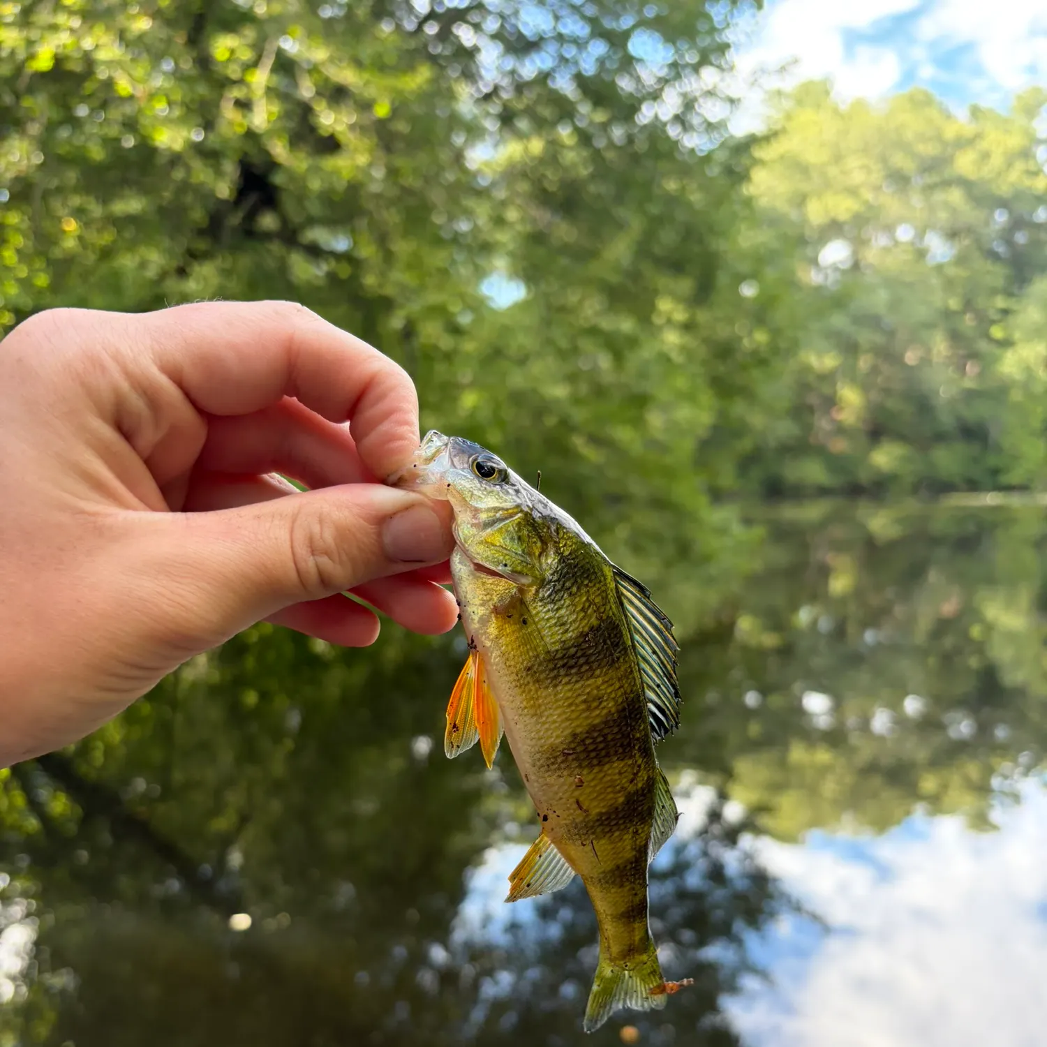 Yellow perch caught on Fishbrain