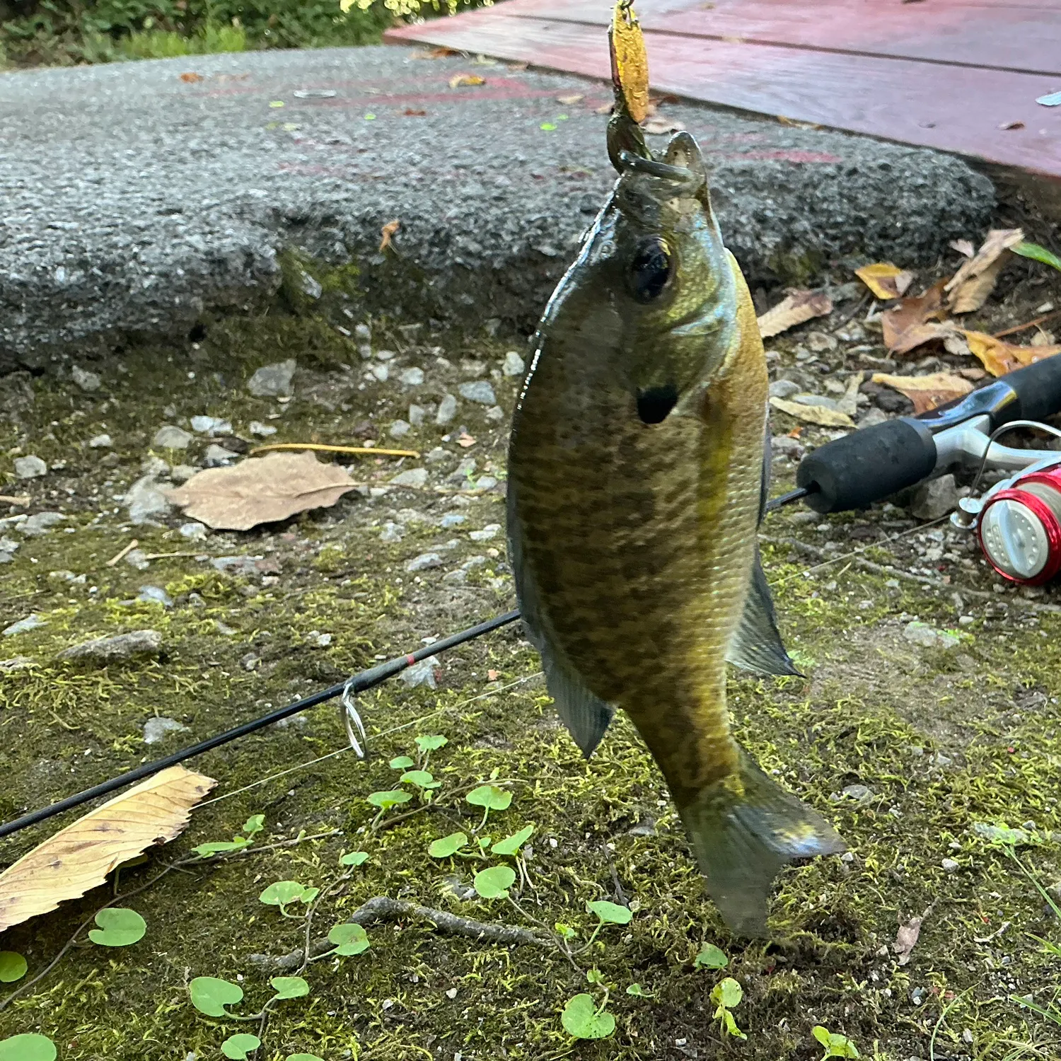 Bluegill caught on Fishbrain