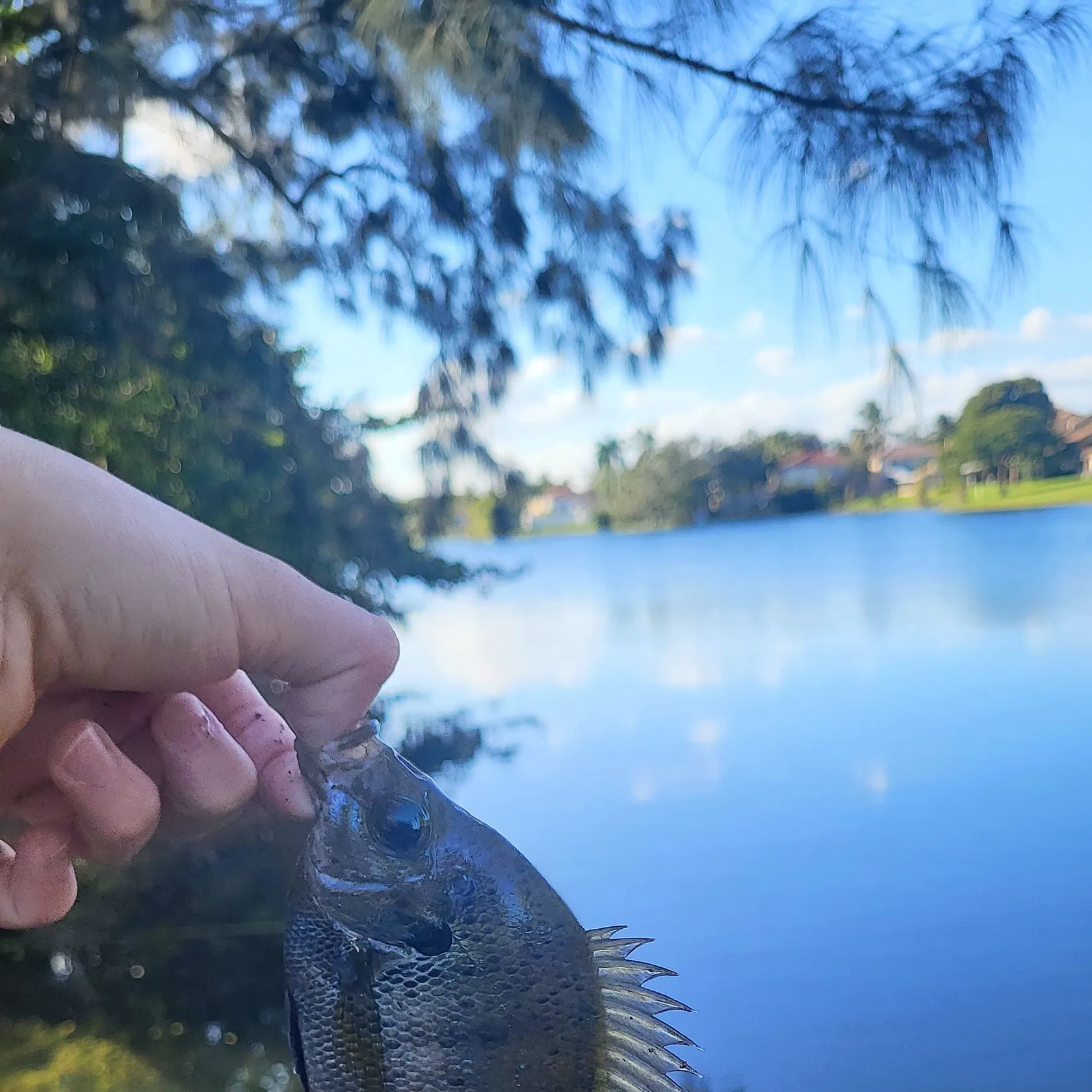The most recent Bluegill catches on Fishbrain