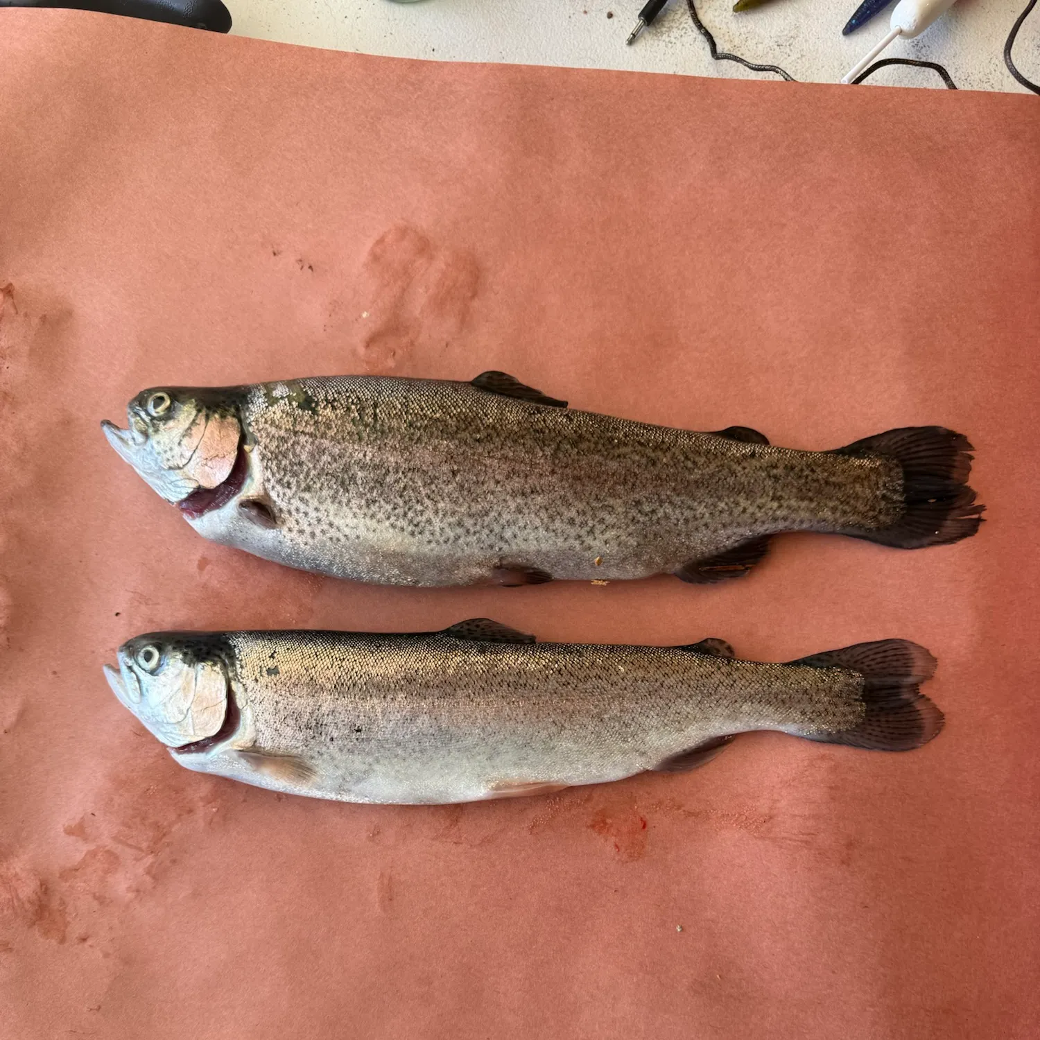Rainbow trout caught on Fishbrain