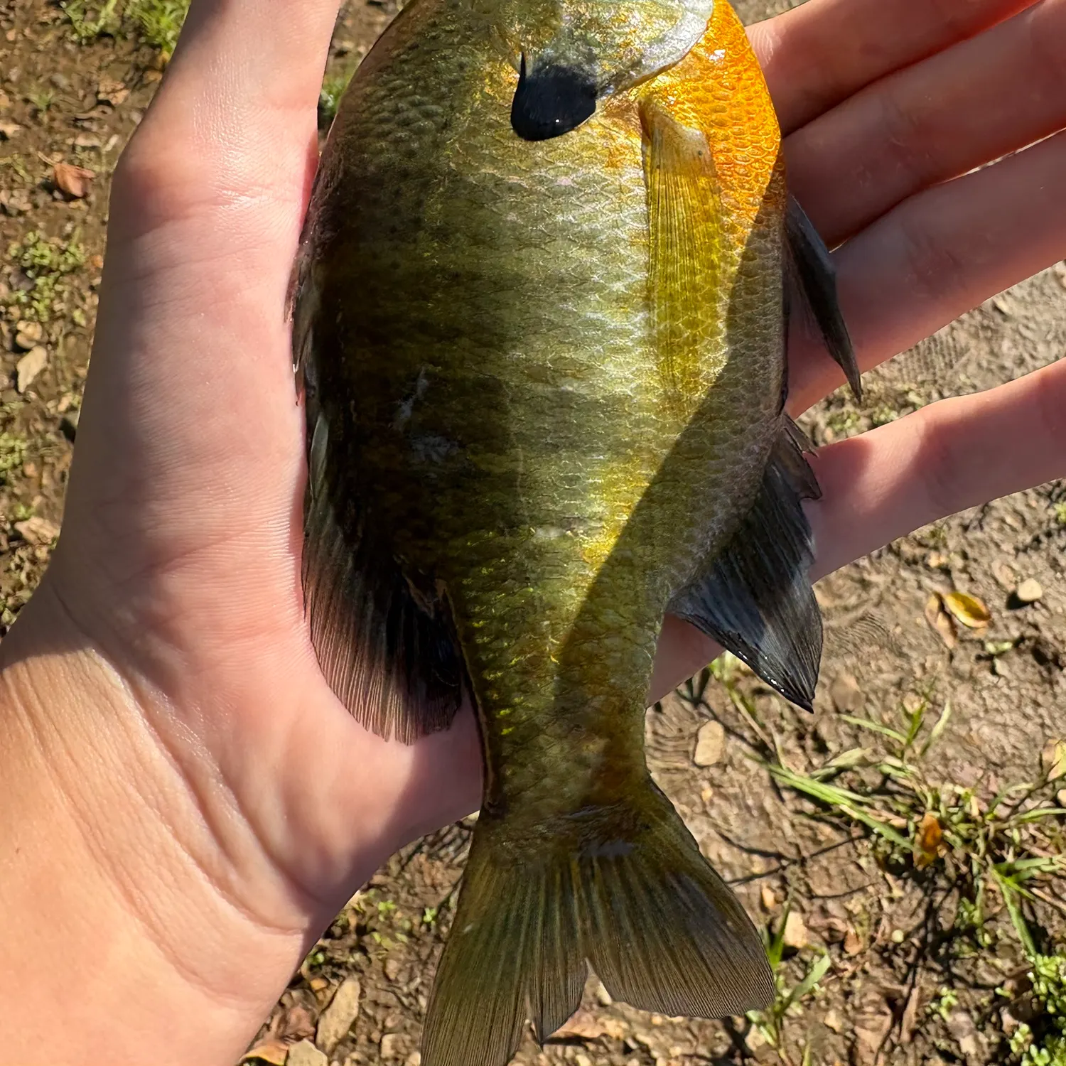 Bluegill caught on Fishbrain