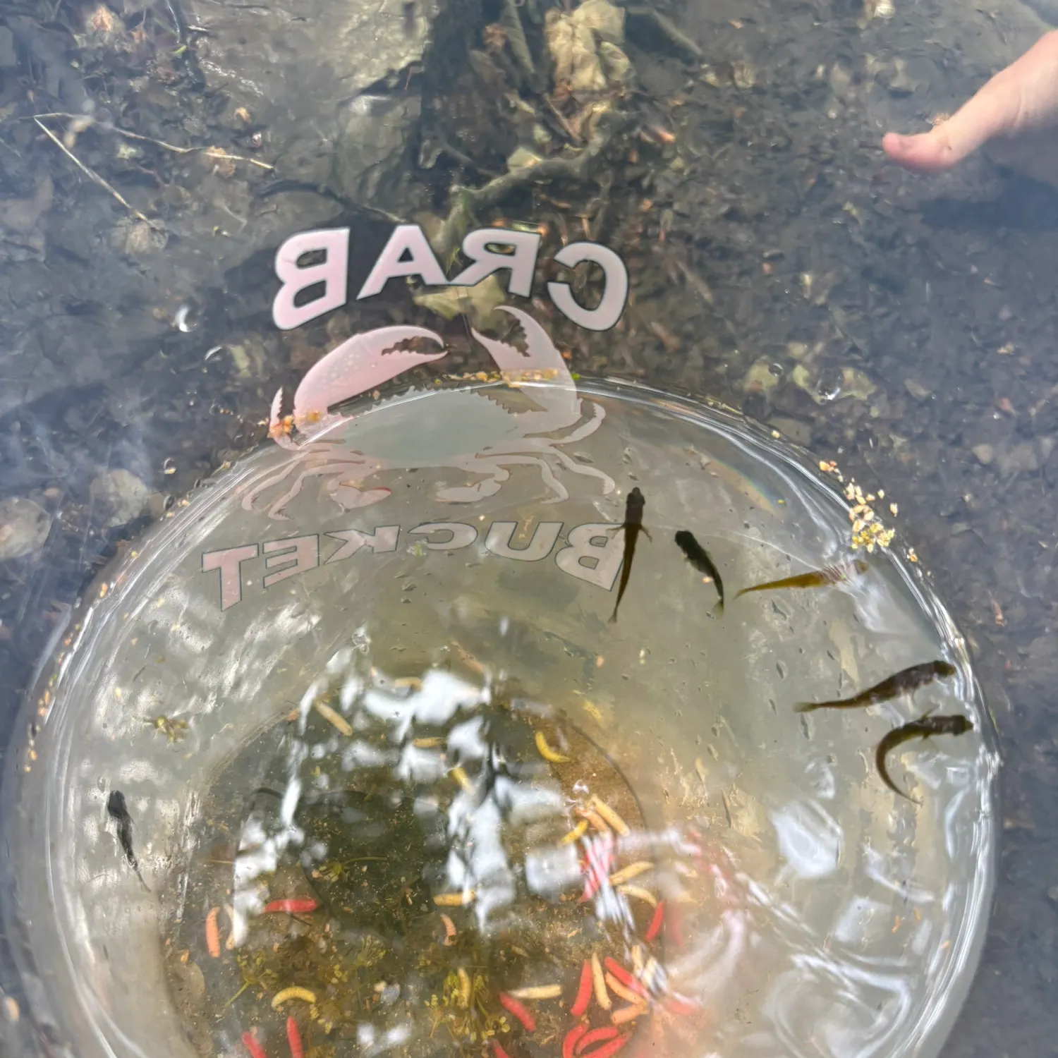 The most recent Ninespine stickleback catches on Fishbrain