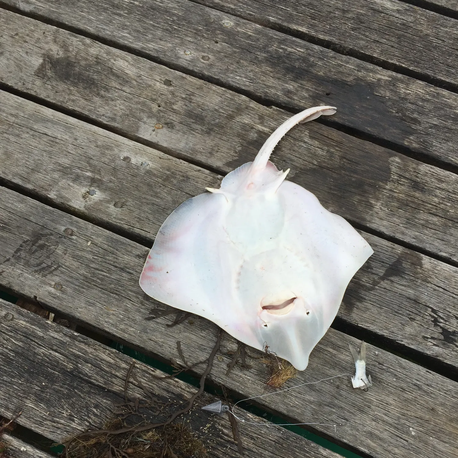 Blue skate caught on Fishbrain