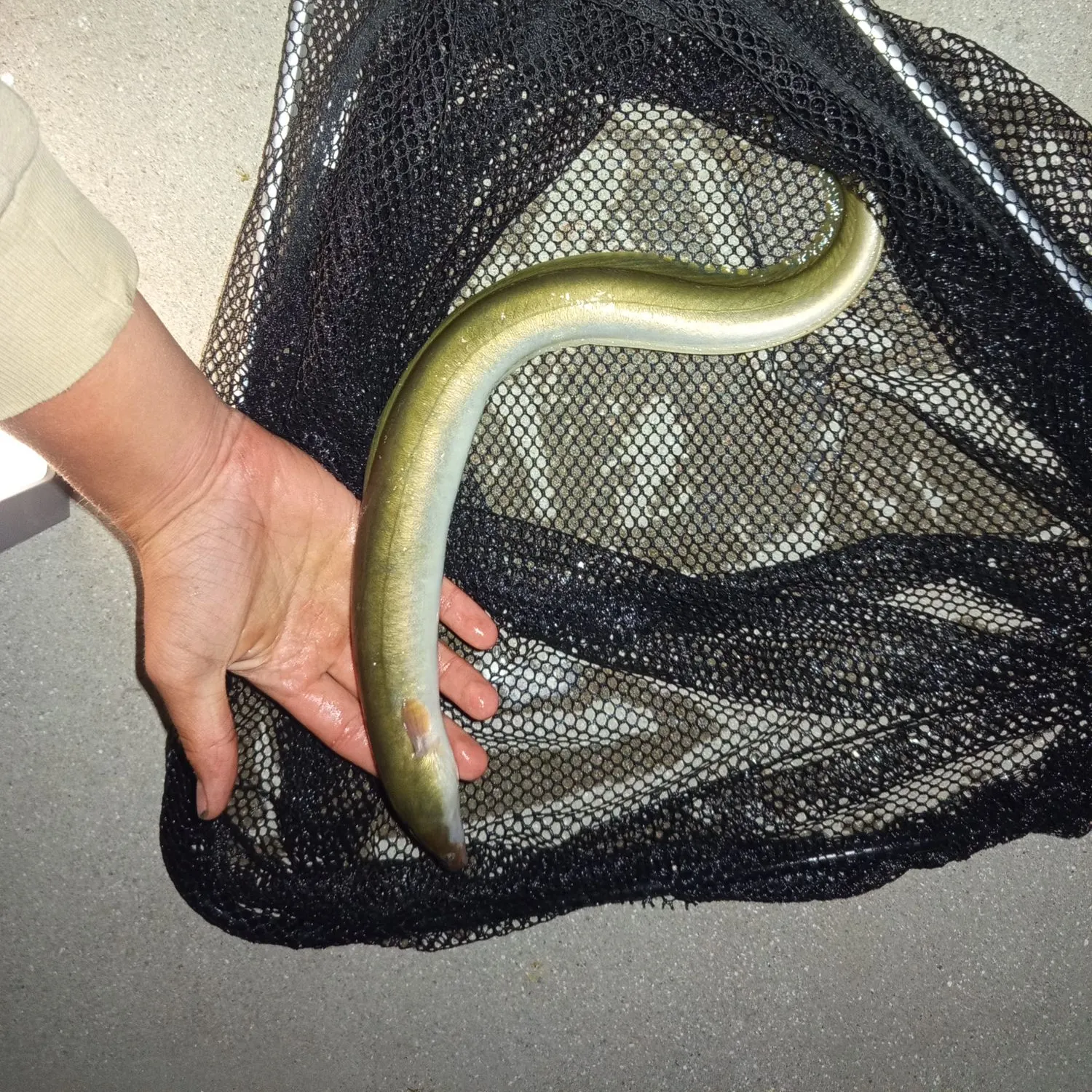 European eel caught on Fishbrain