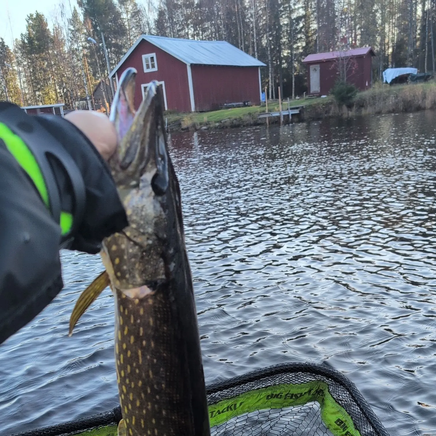 Northern pike caught on Fishbrain