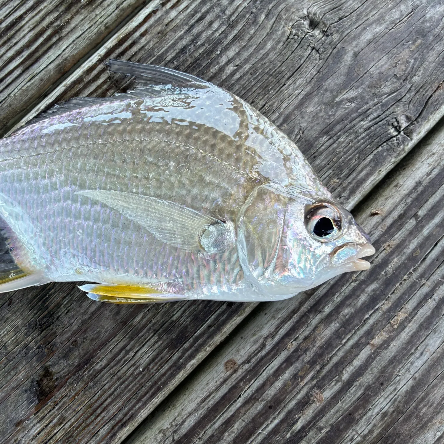 The most recent Irish mojarra catches on Fishbrain