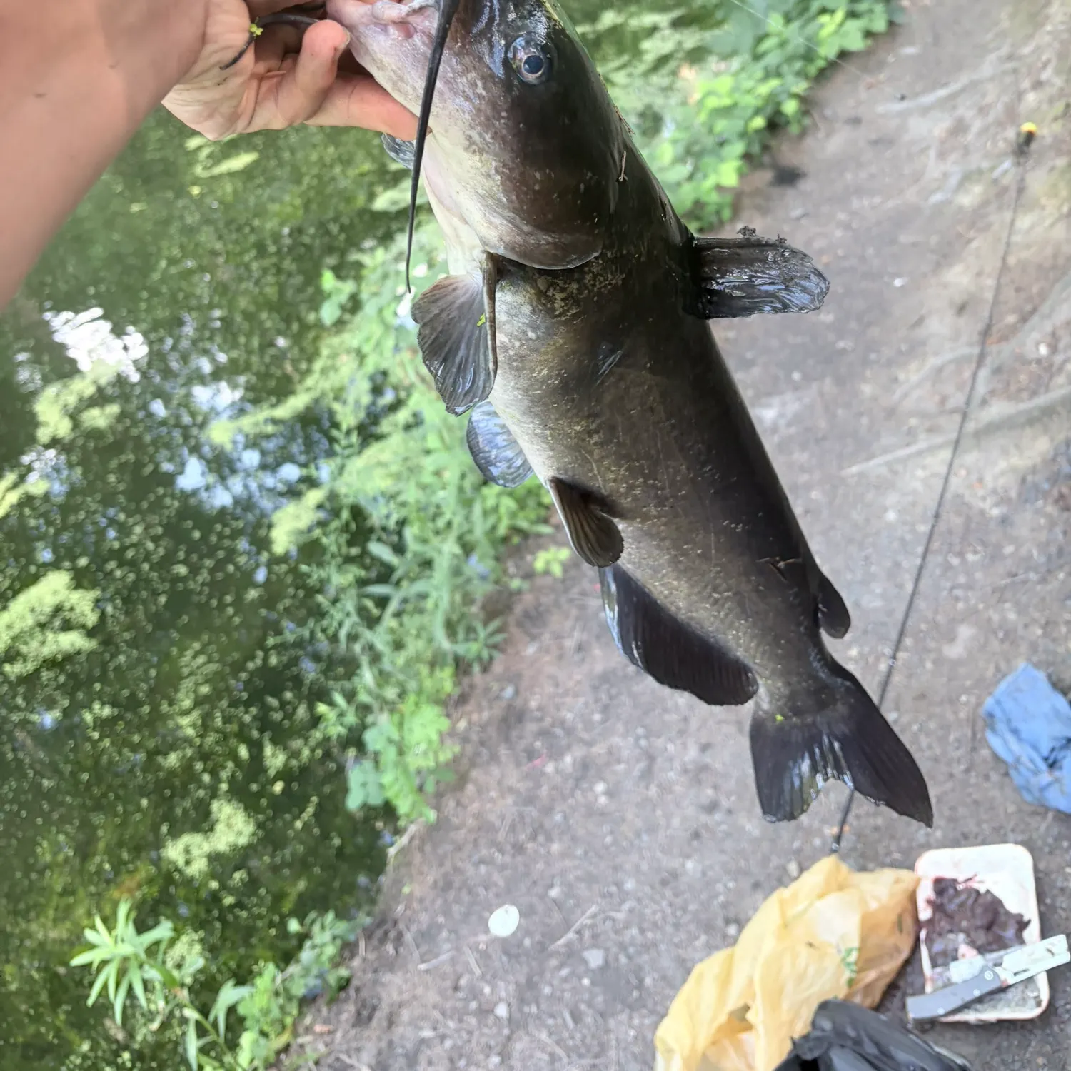 catch