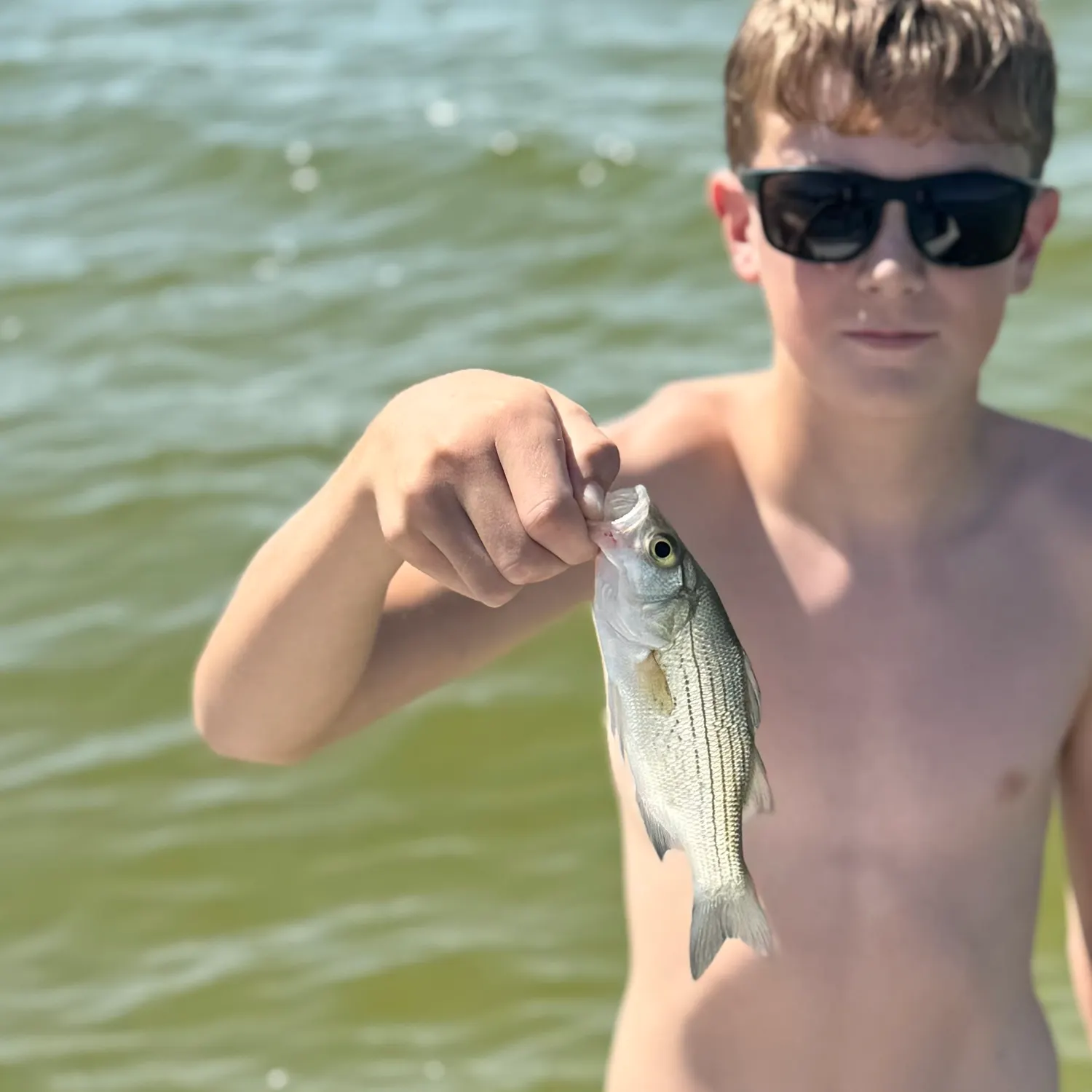 White bass caught on Fishbrain