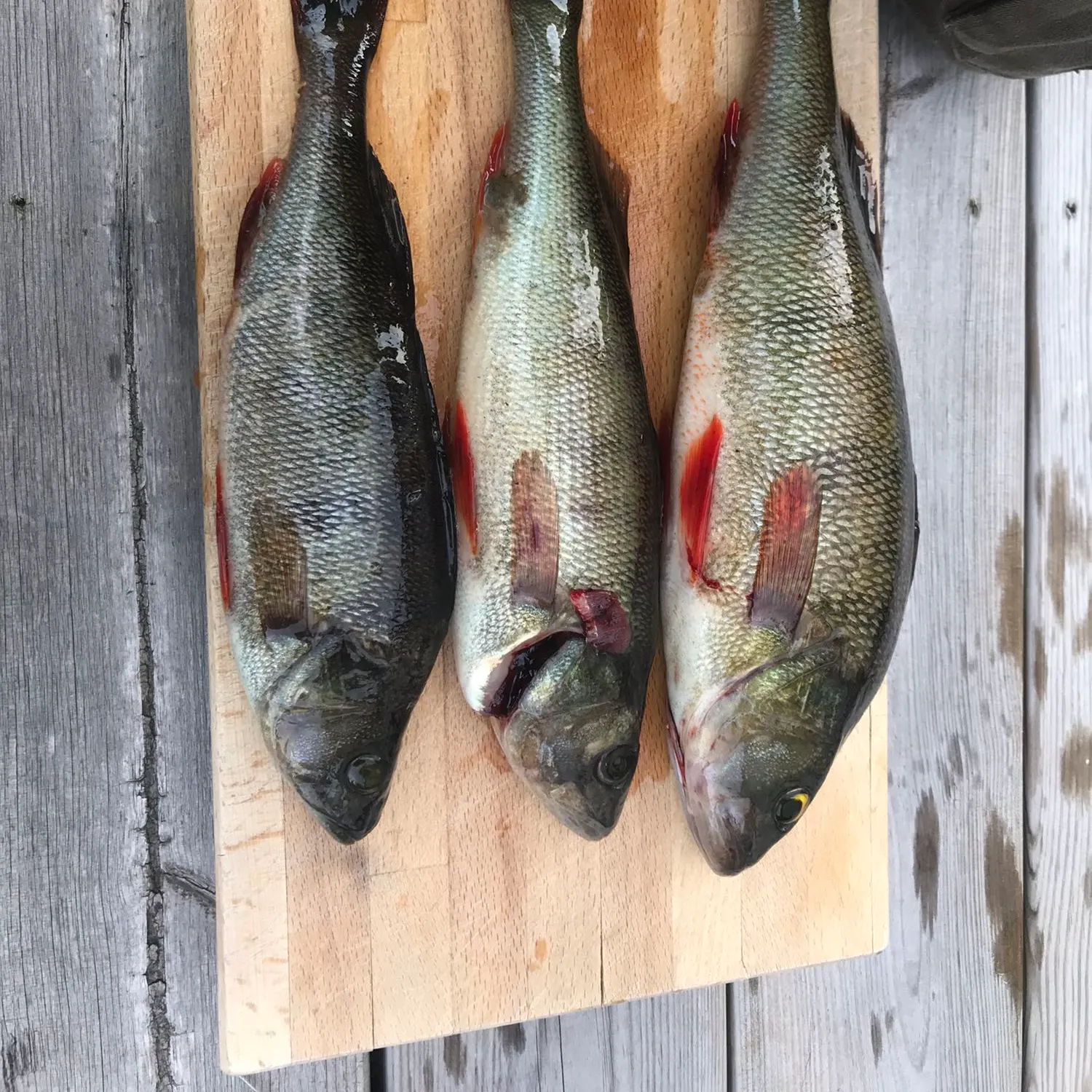 recently logged catches