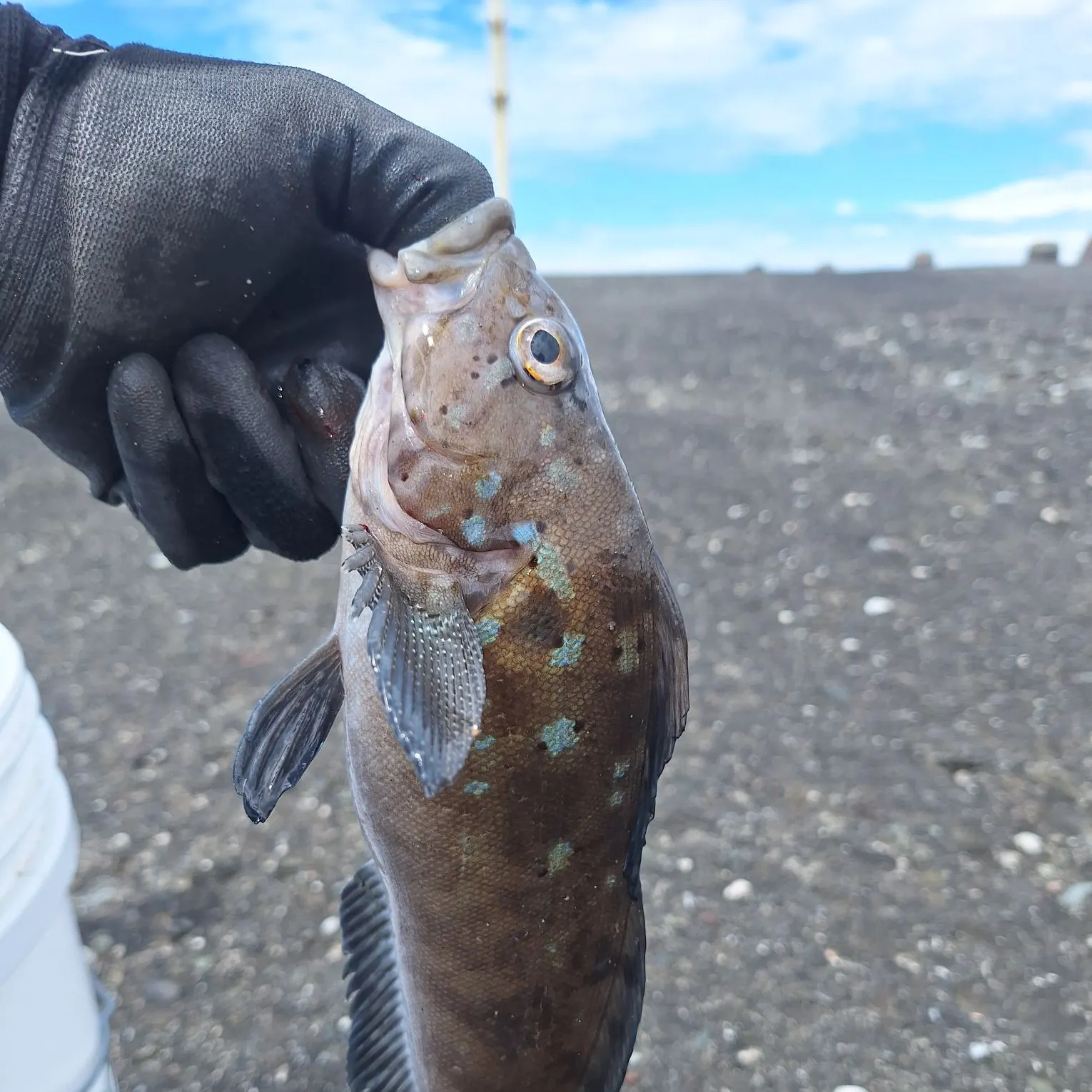 The most recent Kelp greenling catches on Fishbrain