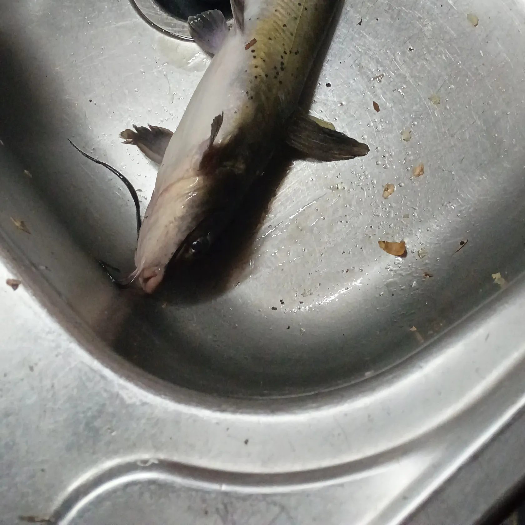 Channel catfish caught on Fishbrain
