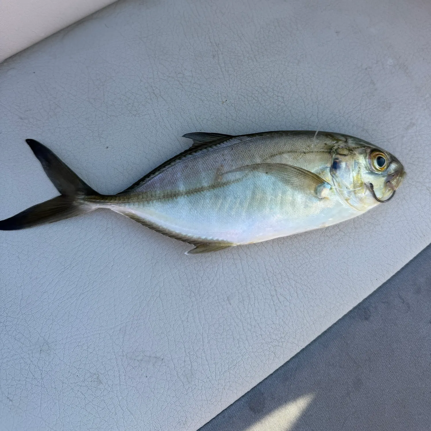 The most recent Crevalle jack catches on Fishbrain