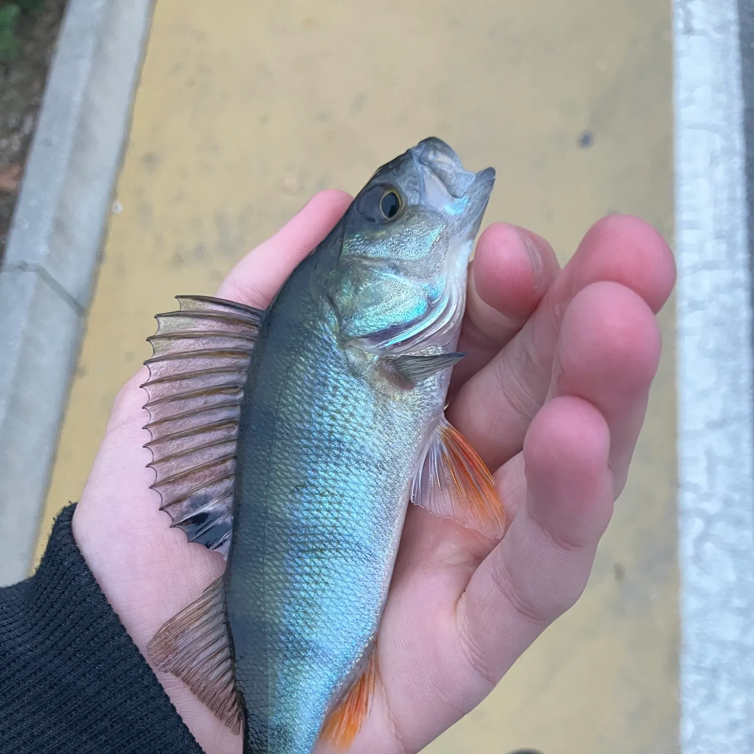 European perch caught on Fishbrain