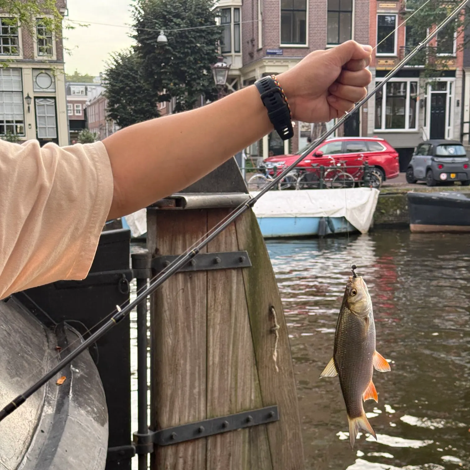 European perch caught on Fishbrain