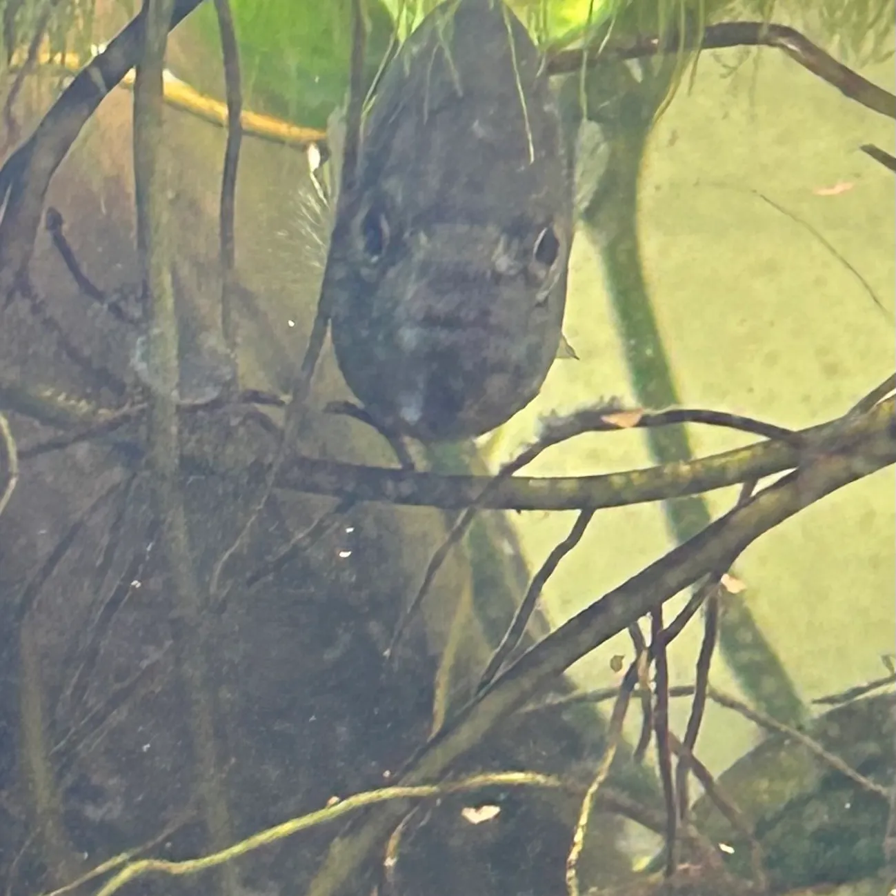 The most recent Great white shark catches on Fishbrain