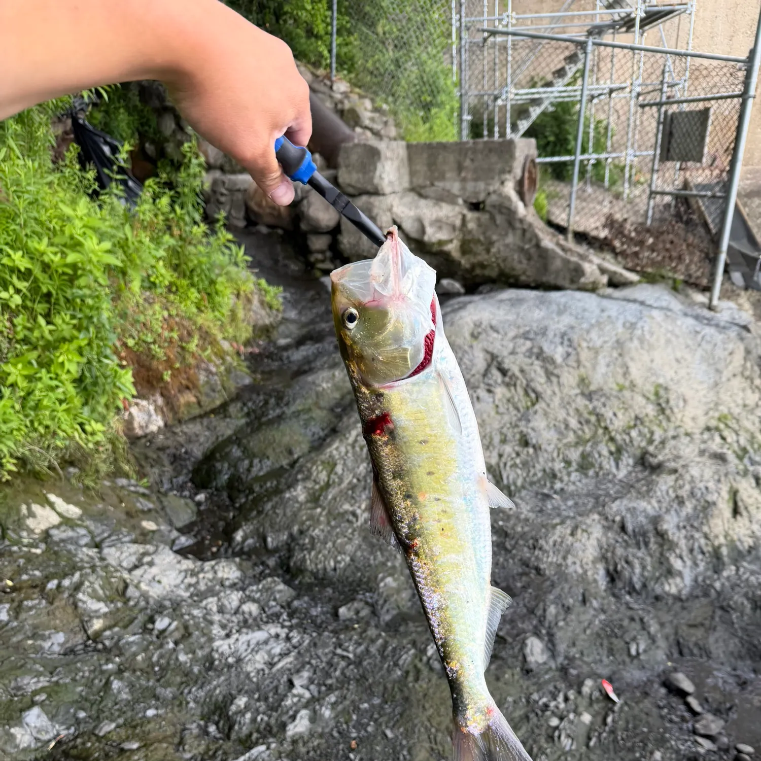 catch