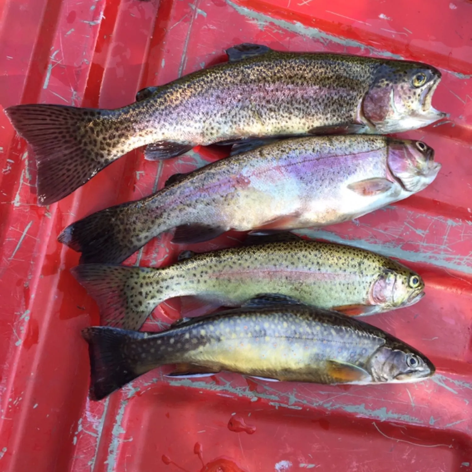 recently logged catches
