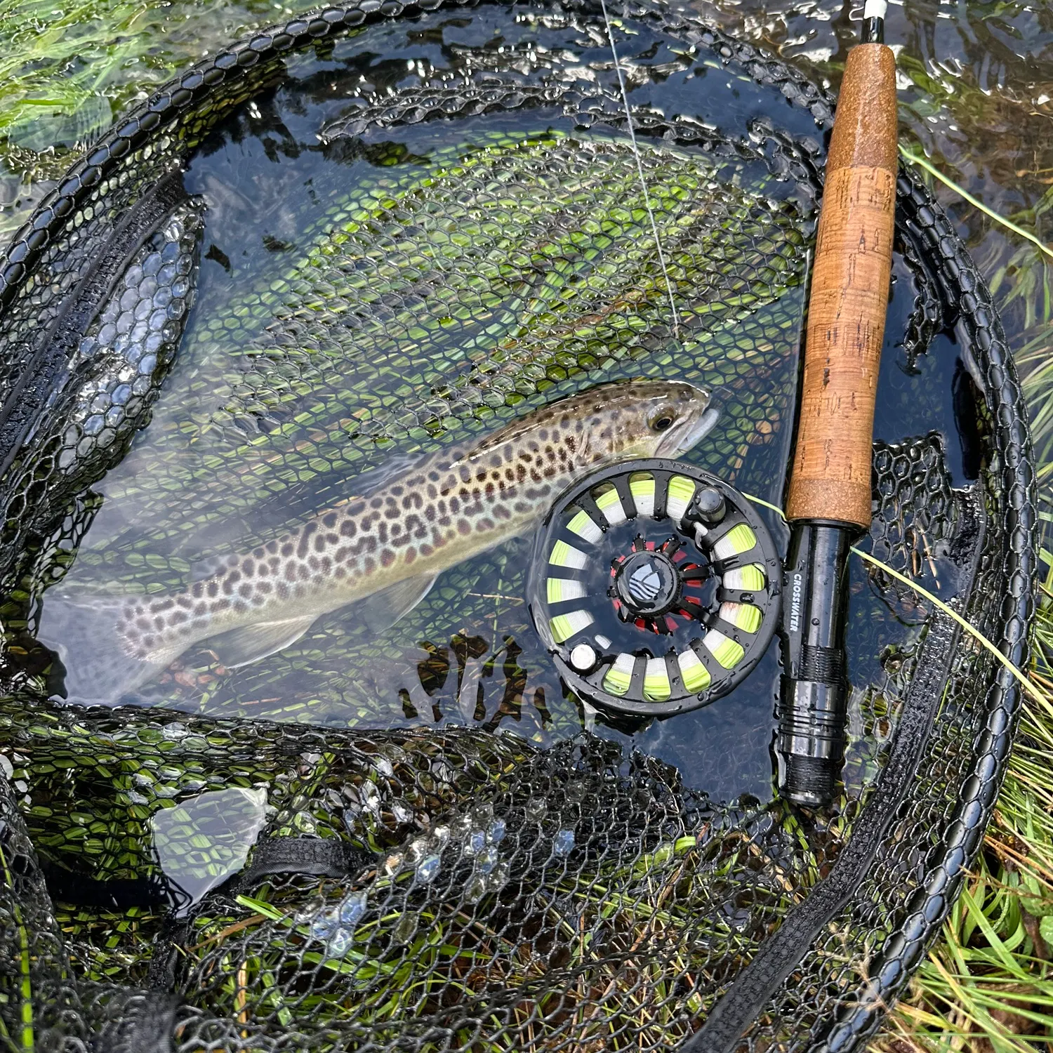 Tiger trout caught on Fishbrain