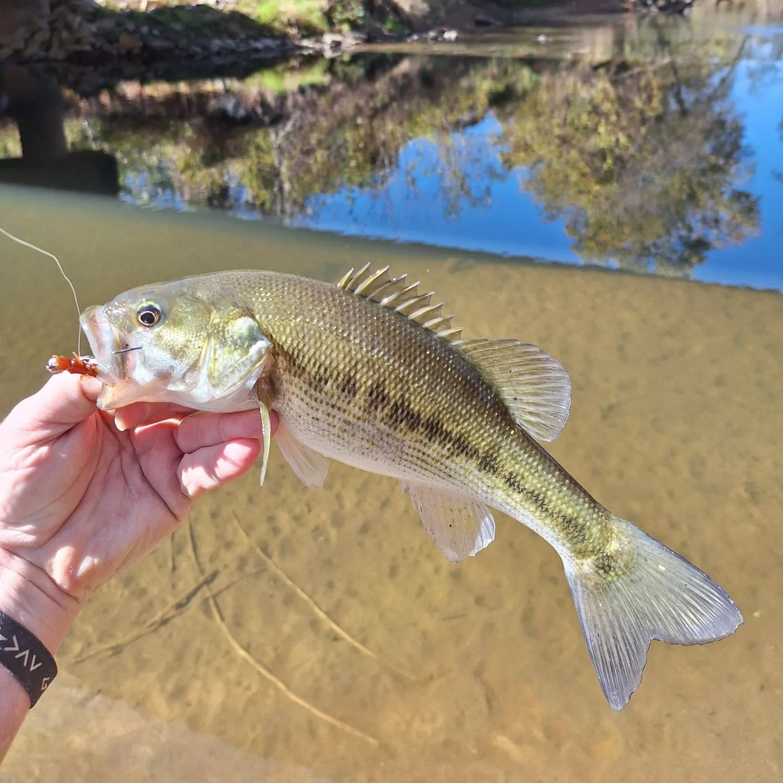 Spotted bass caught on Fishbrain