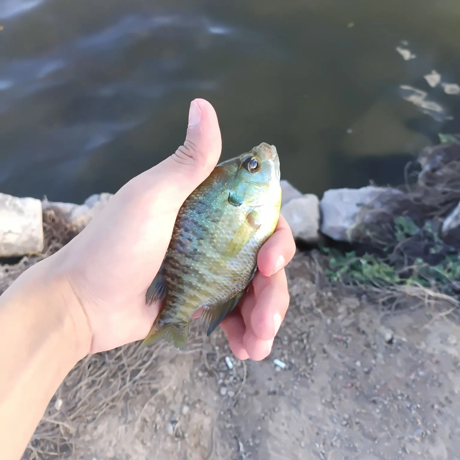 Bluegill caught on Fishbrain