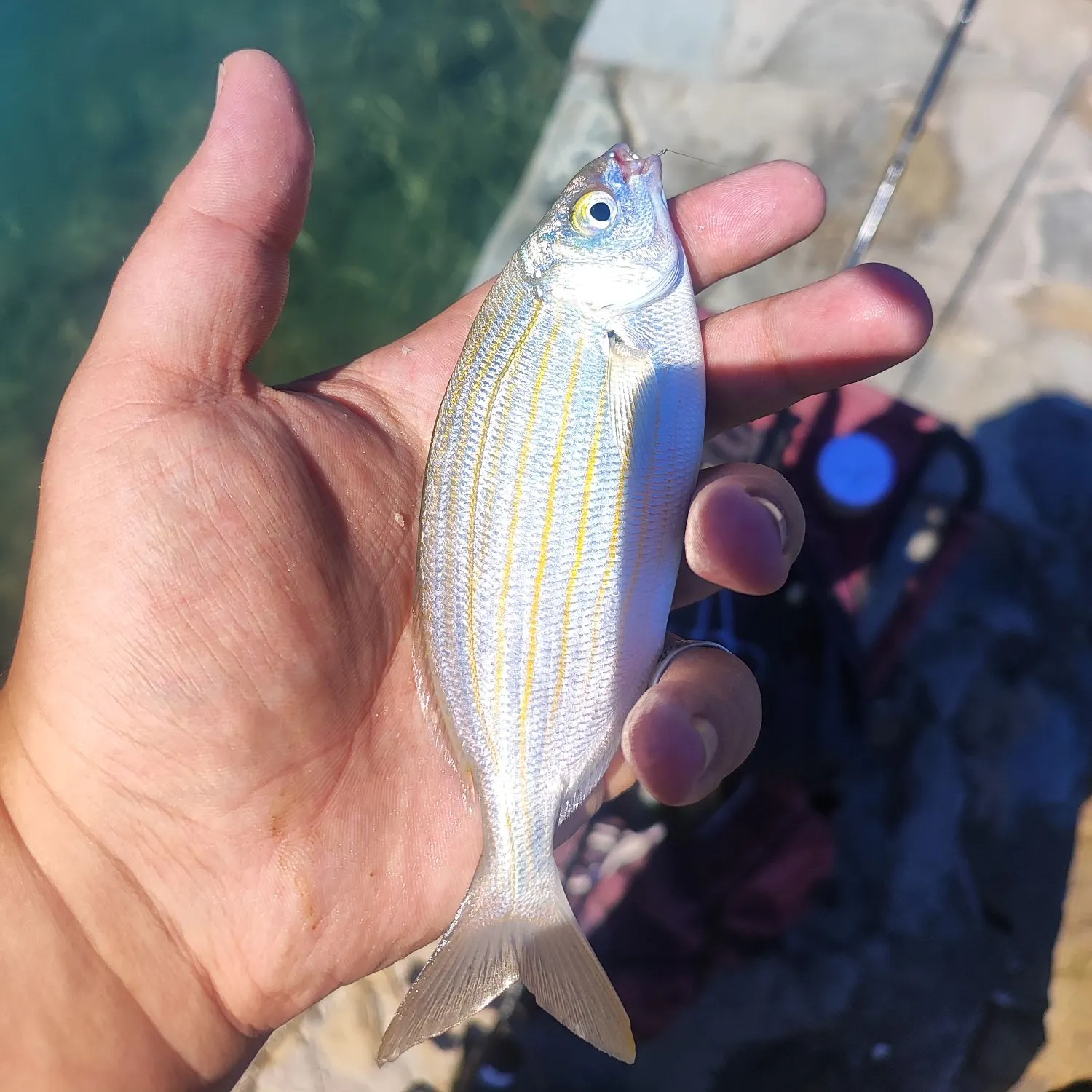The most recent Salema porgy catches on Fishbrain