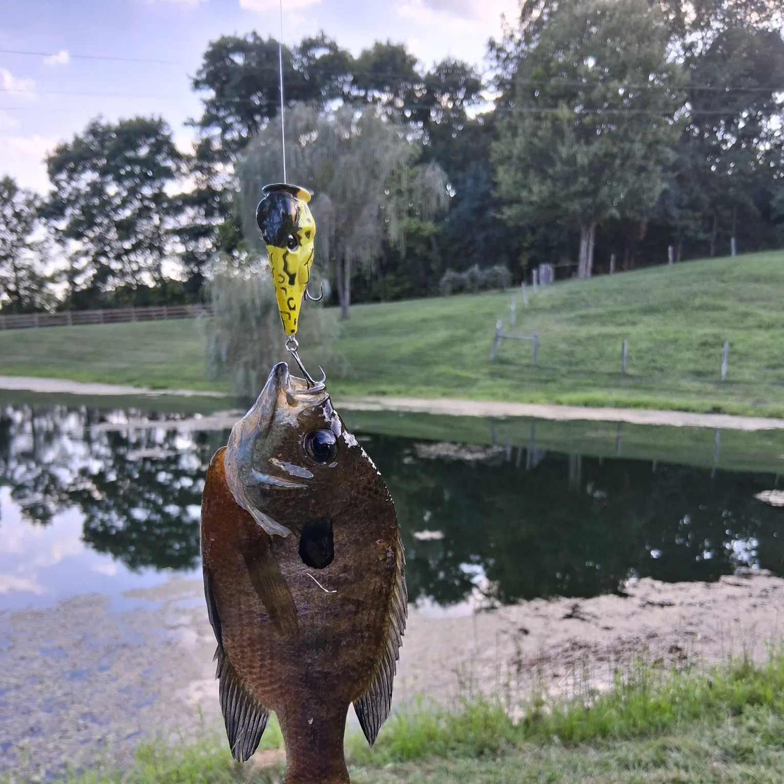 Bluegill caught on Fishbrain